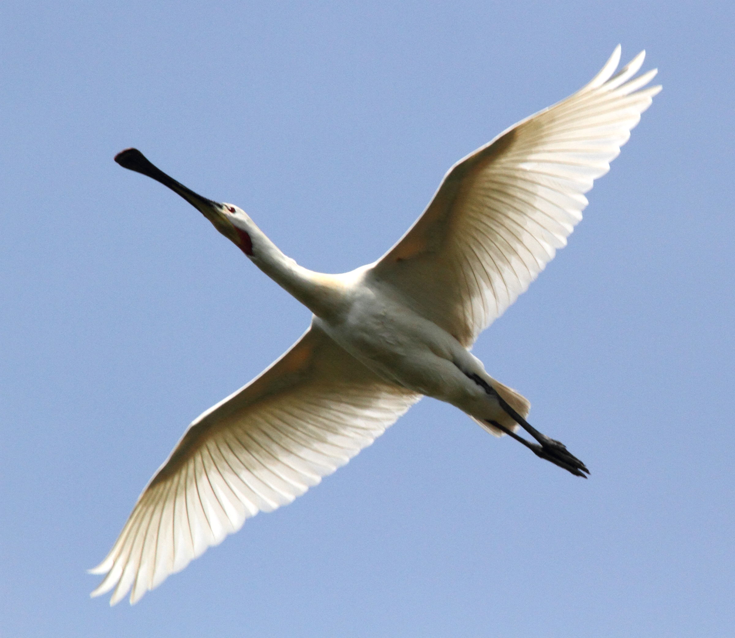 Afficher le média spatule_blanche_-_platalea_leucorodia10md spatule_blanche_-_platalea_leucorodia10md