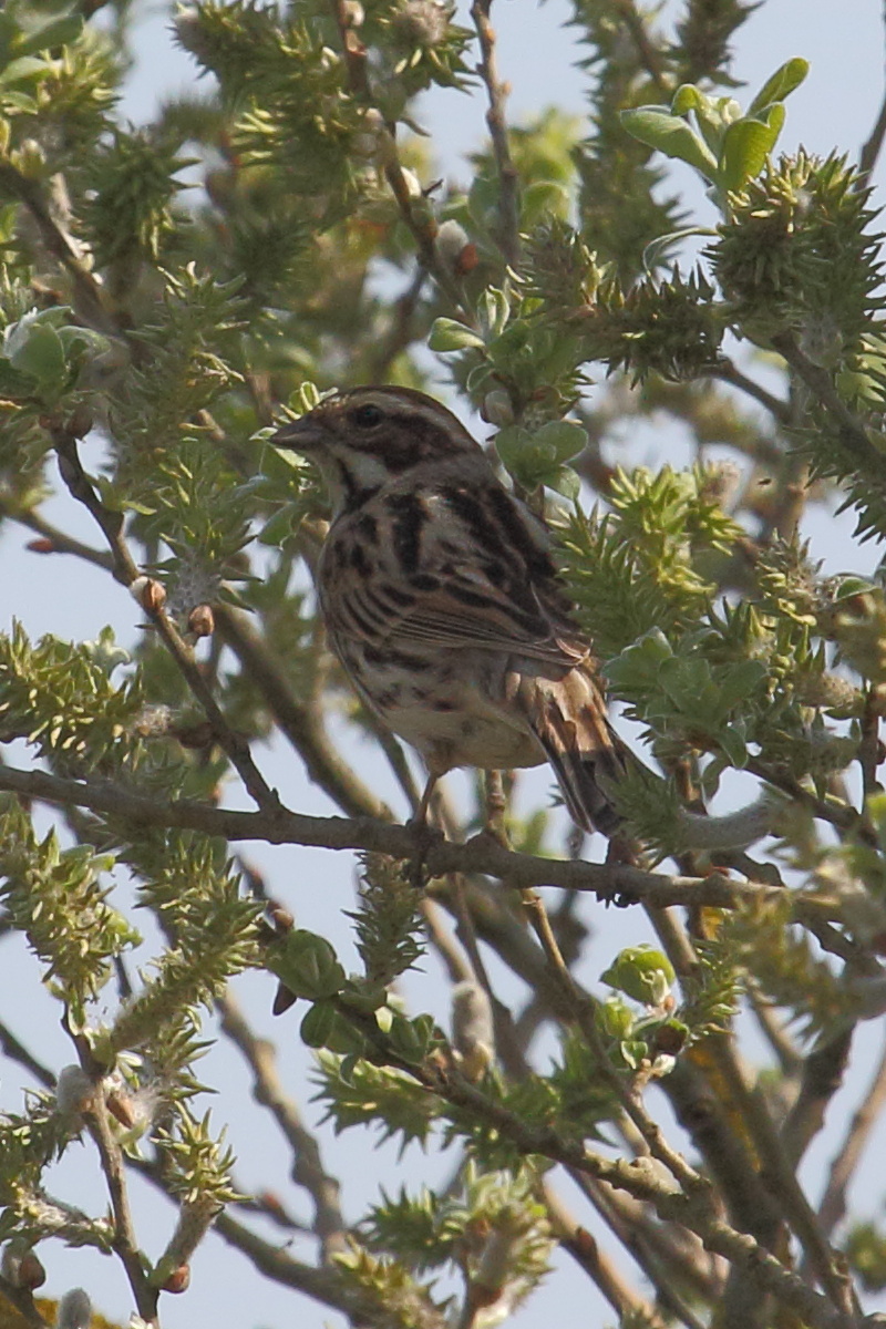 bruant_des_roseaux_-_emberiza_schoeniclus6bd