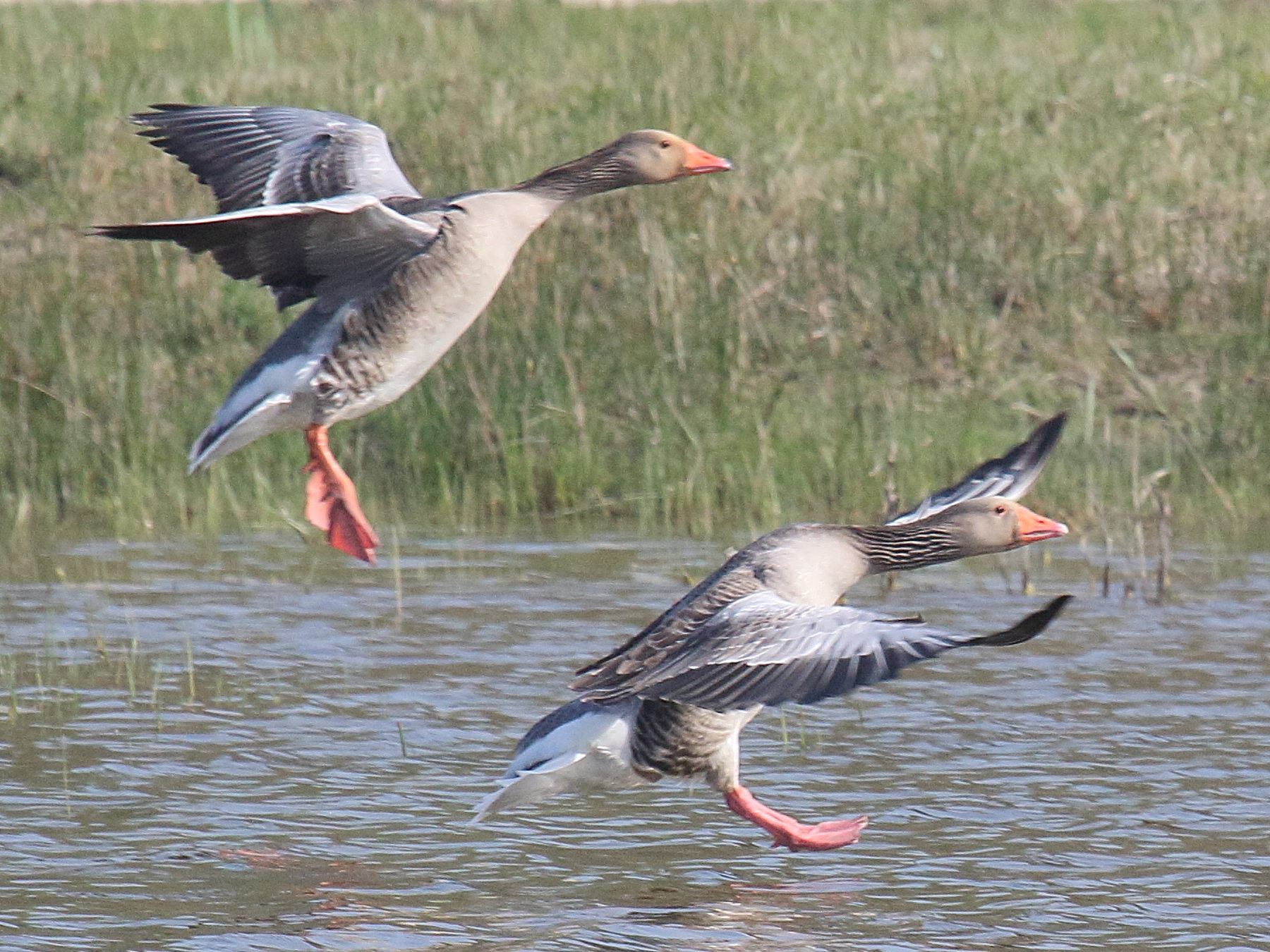 oie_cendree_-_anser_anser8bd