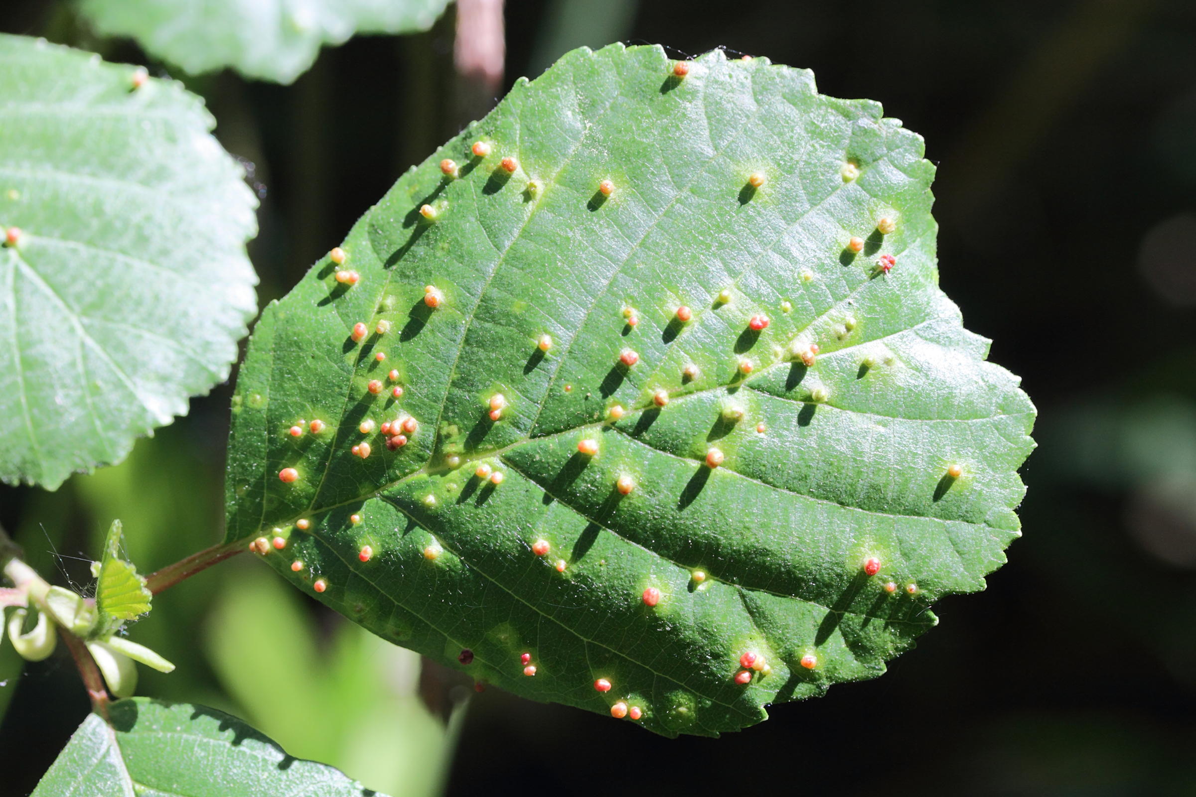 Afficher le média eriophyes_laevis_galle3md eriophyes_laevis_galle3md