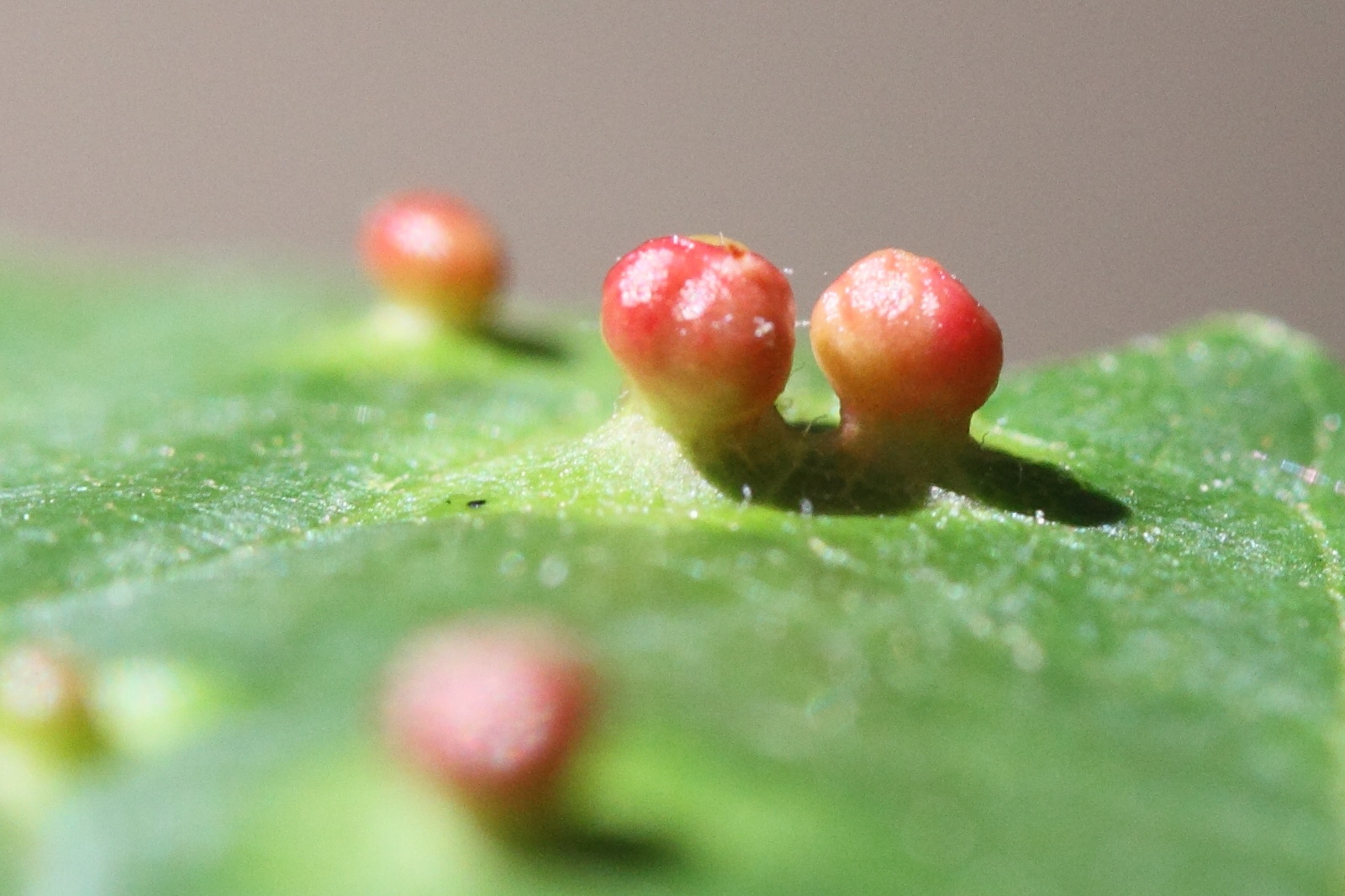 Afficher le média eriophyes_laevis_galle4md eriophyes_laevis_galle4md