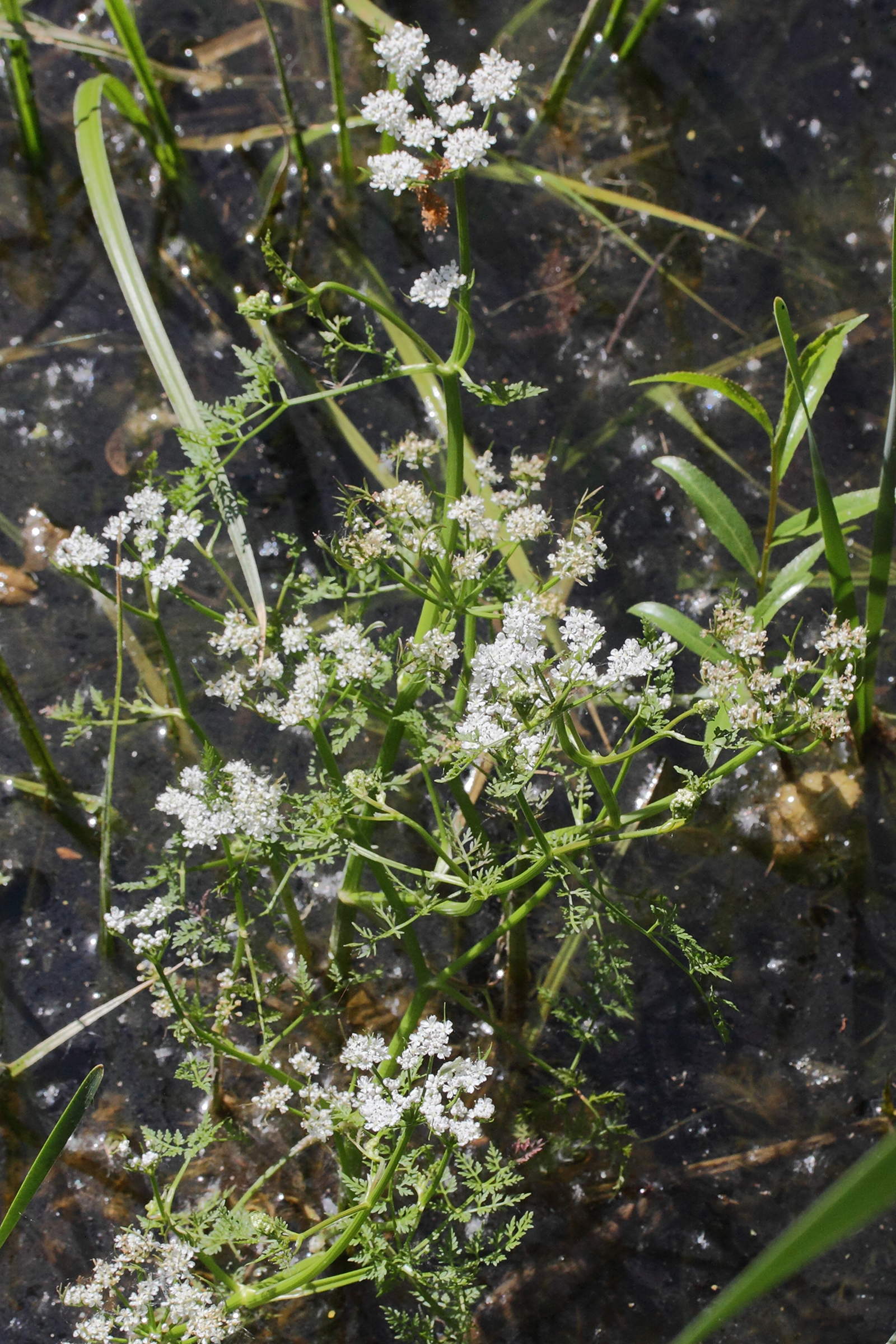 Afficher le média oenanthe_aquatica6md oenanthe_aquatica6md