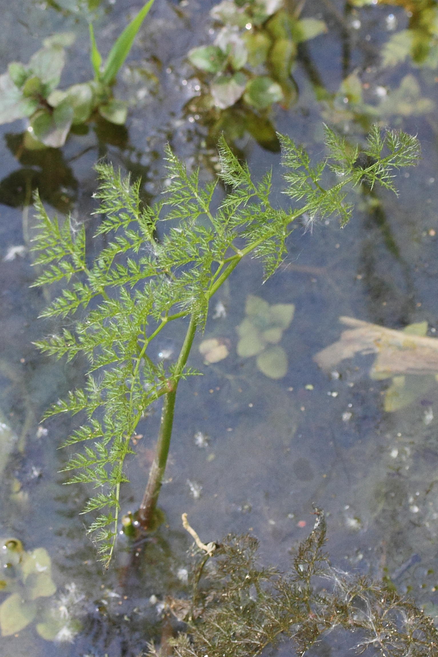 Afficher le média oenanthe_aquatica7md oenanthe_aquatica7md