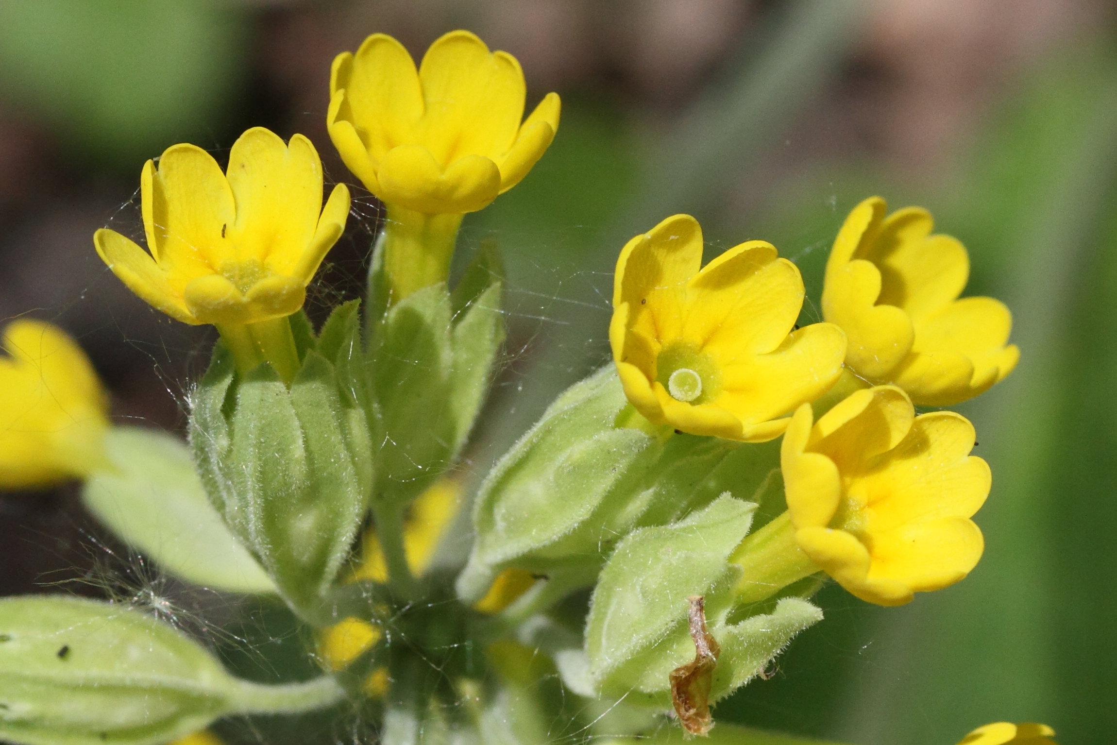 Afficher le média primula_veris6md primula_veris6md