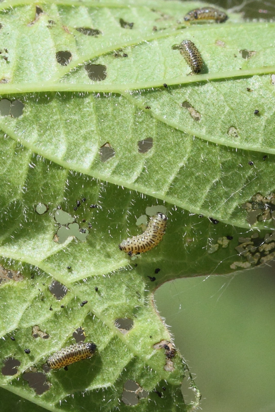 pyrrhalta_viburni1md