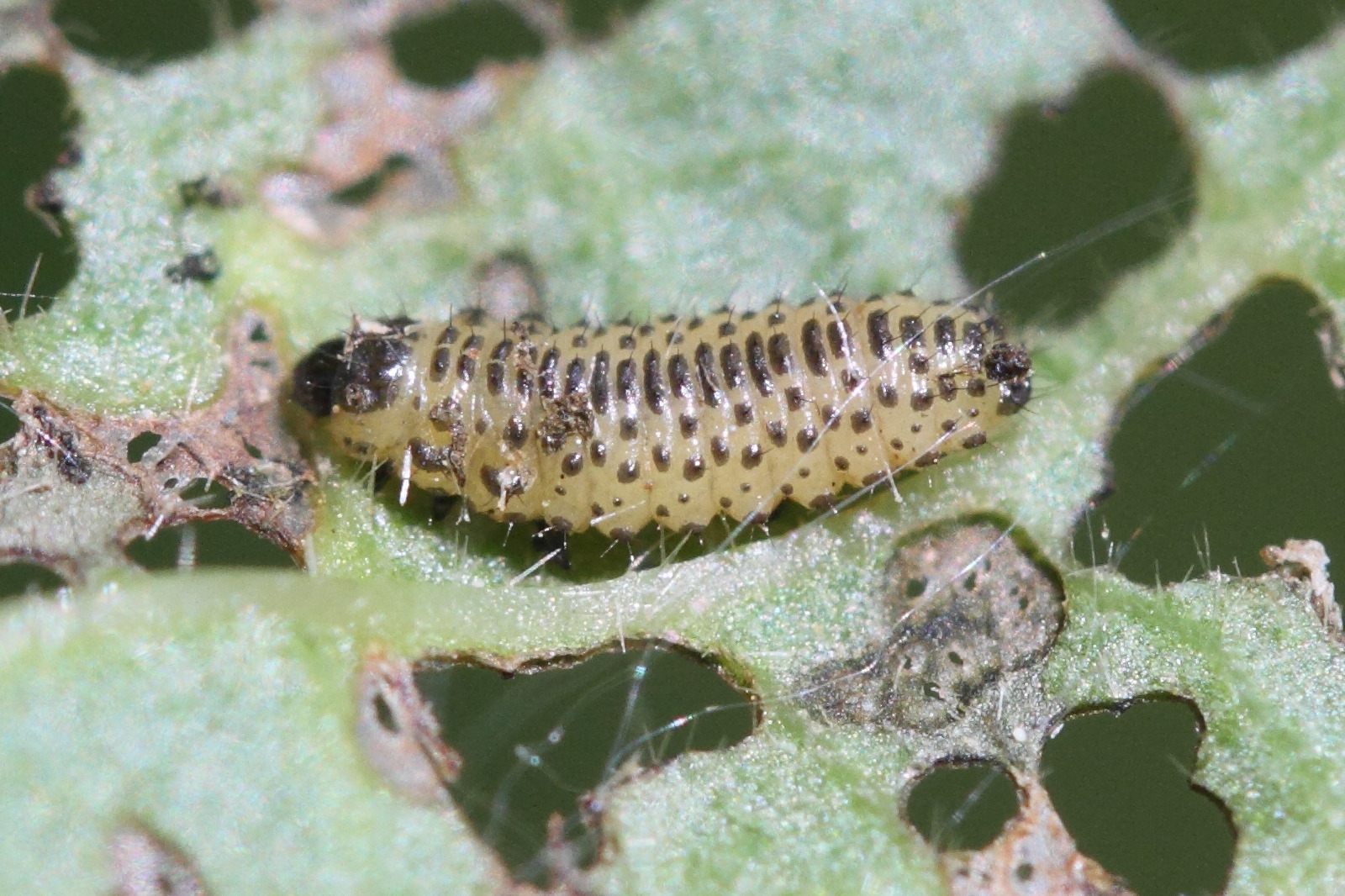 pyrrhalta_viburni2md