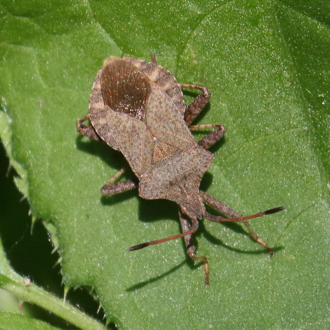 coreus_marginatus6bd