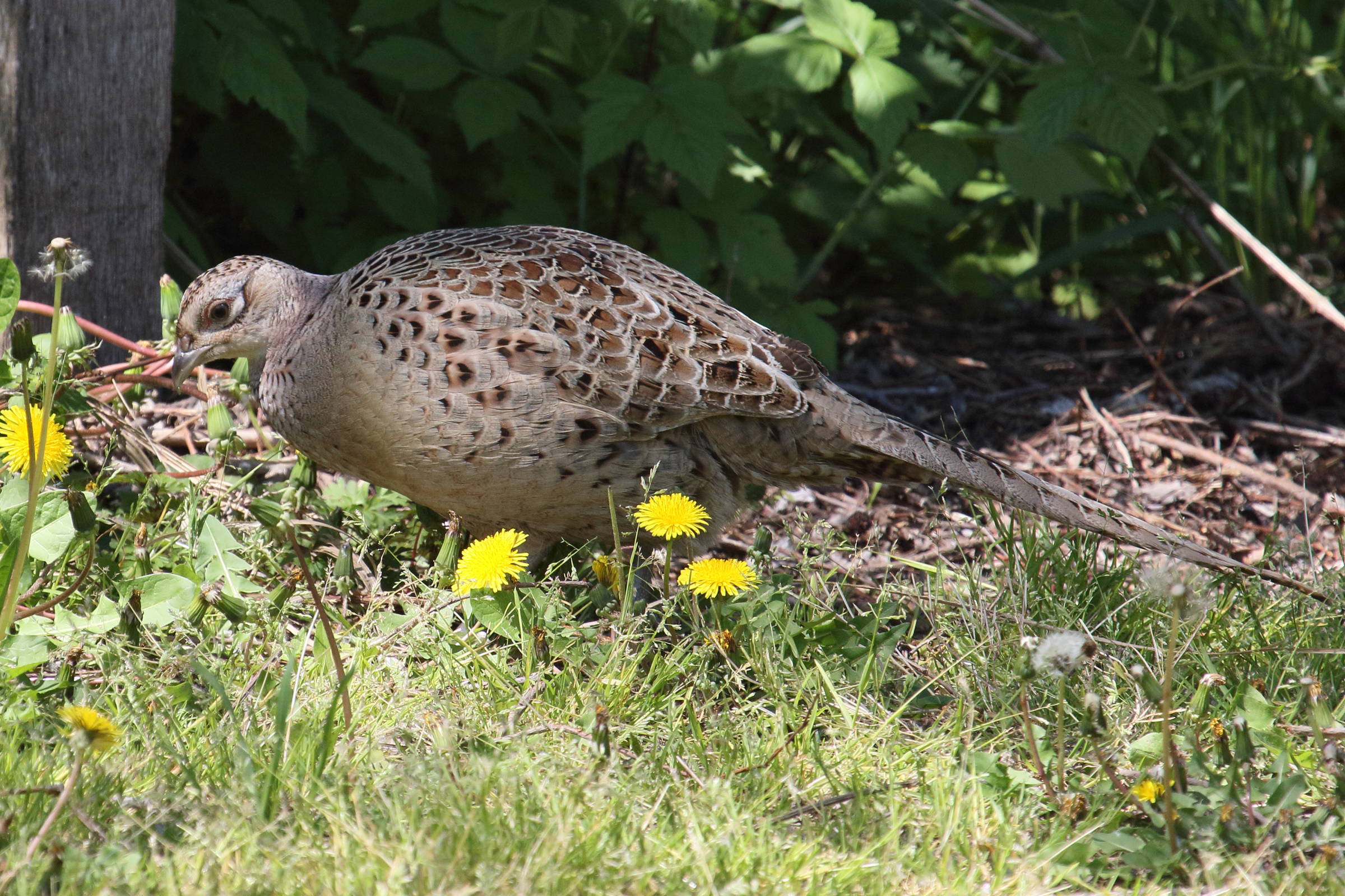 faisan_de_colchide_-_phasianus_colchicus10bd