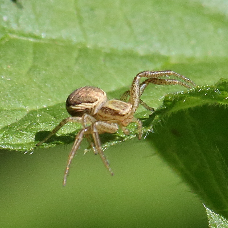 xysticus_cristatus5bd