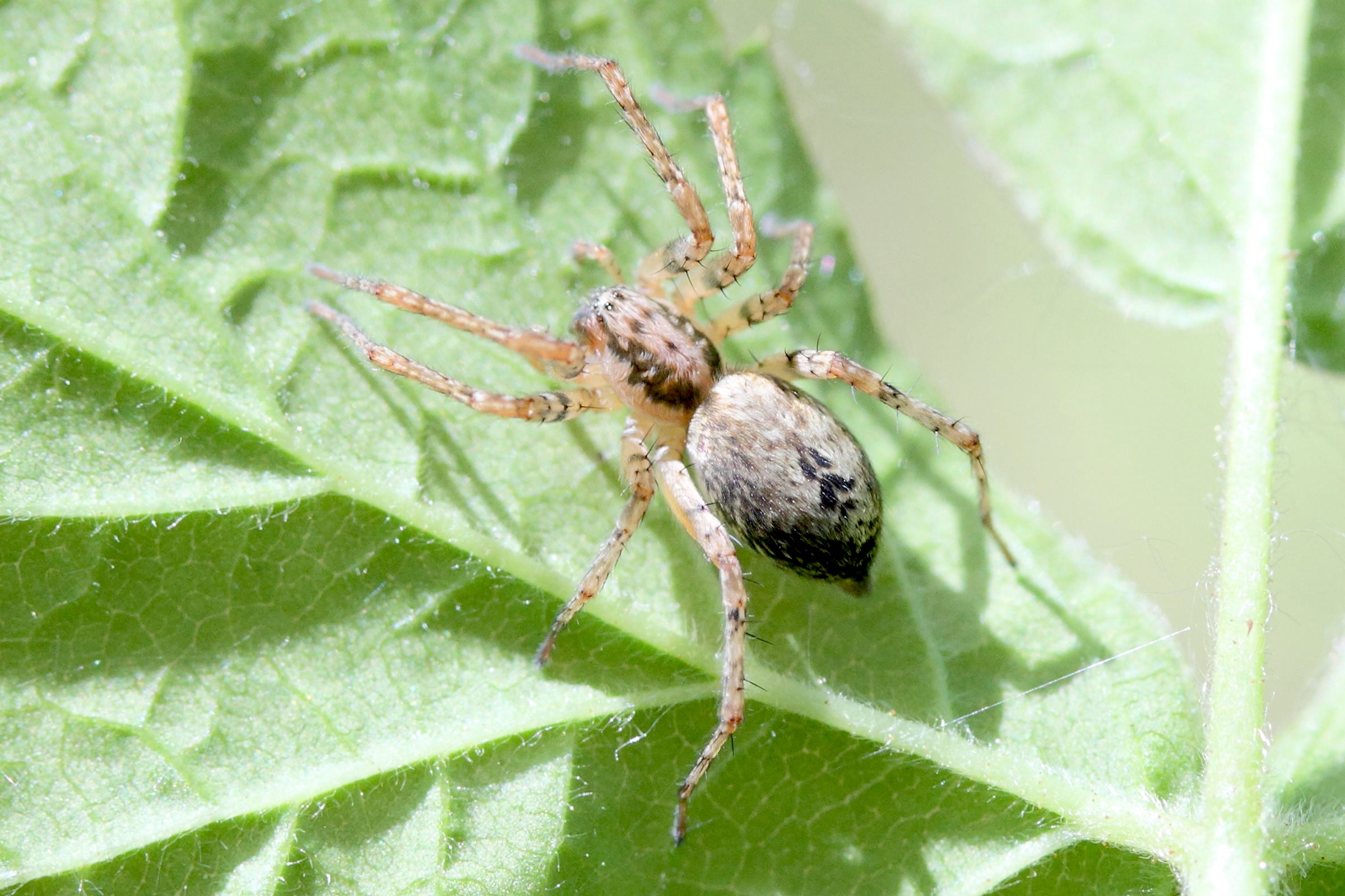 anyphaena_accentuata1md