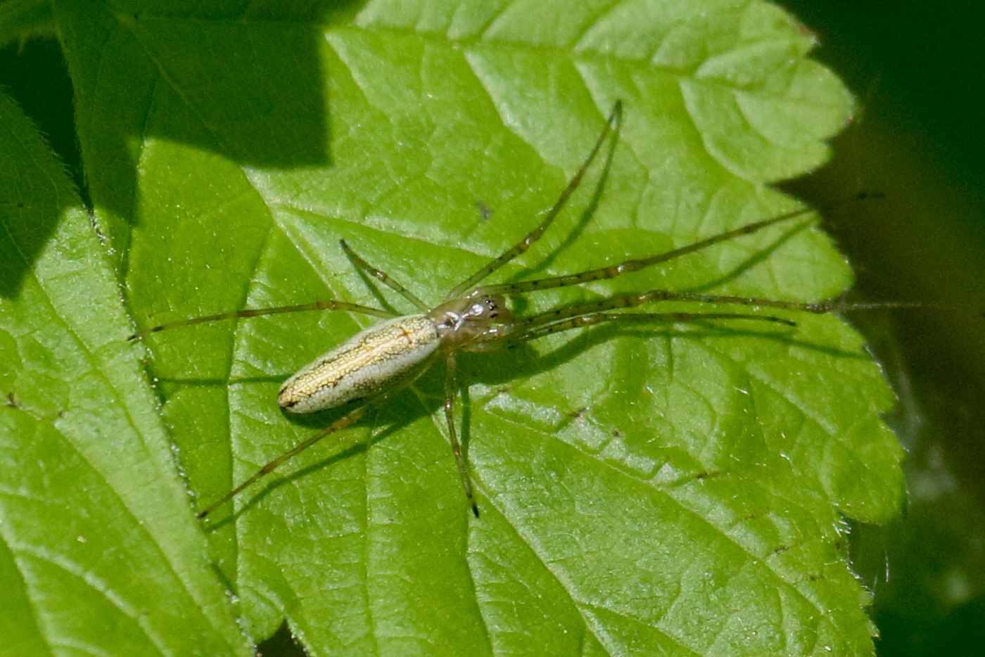 Afficher le média tetragnatha_extensa6bd tetragnatha_extensa6bd