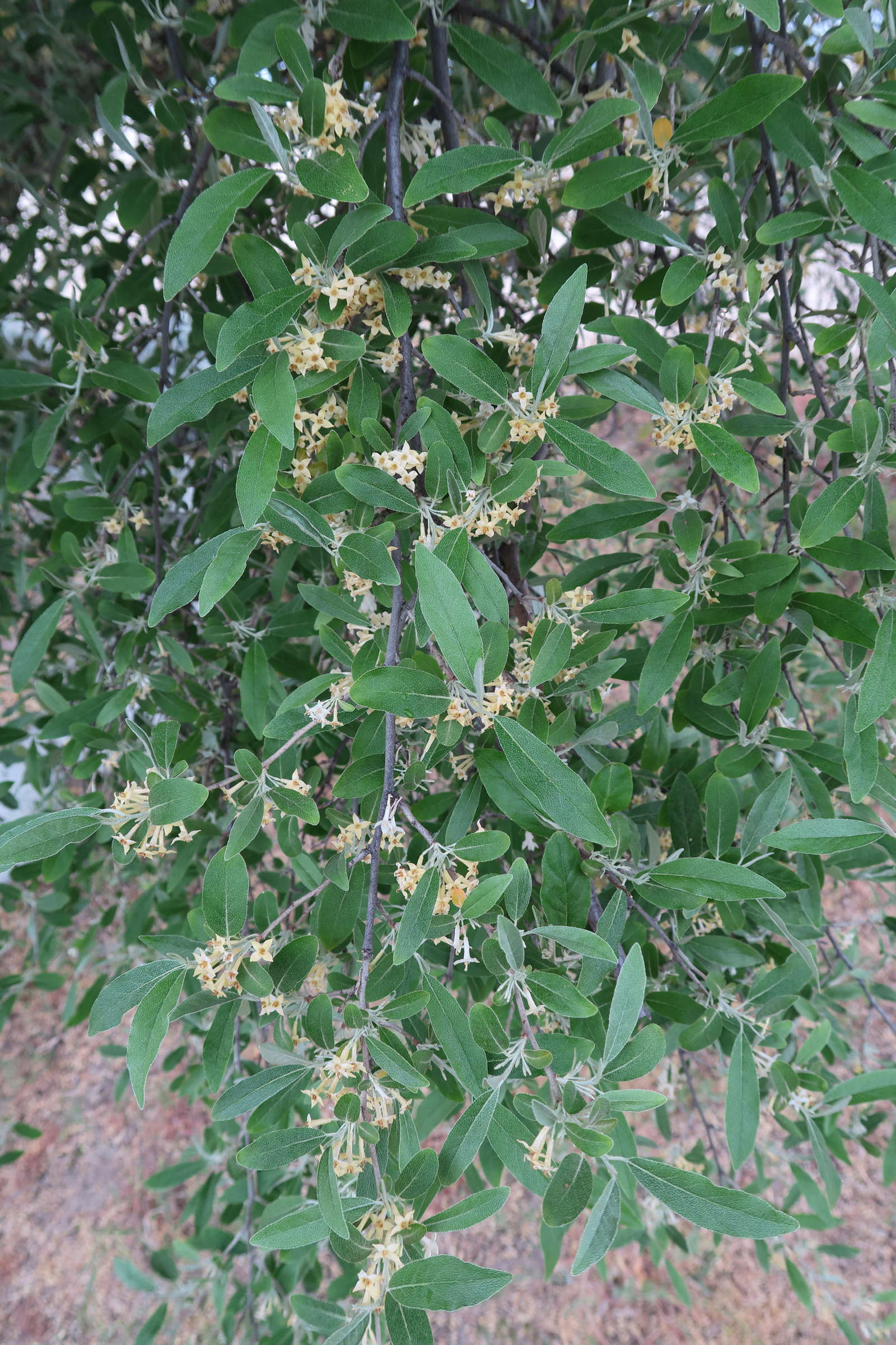 elaeagnus_multiflora1md