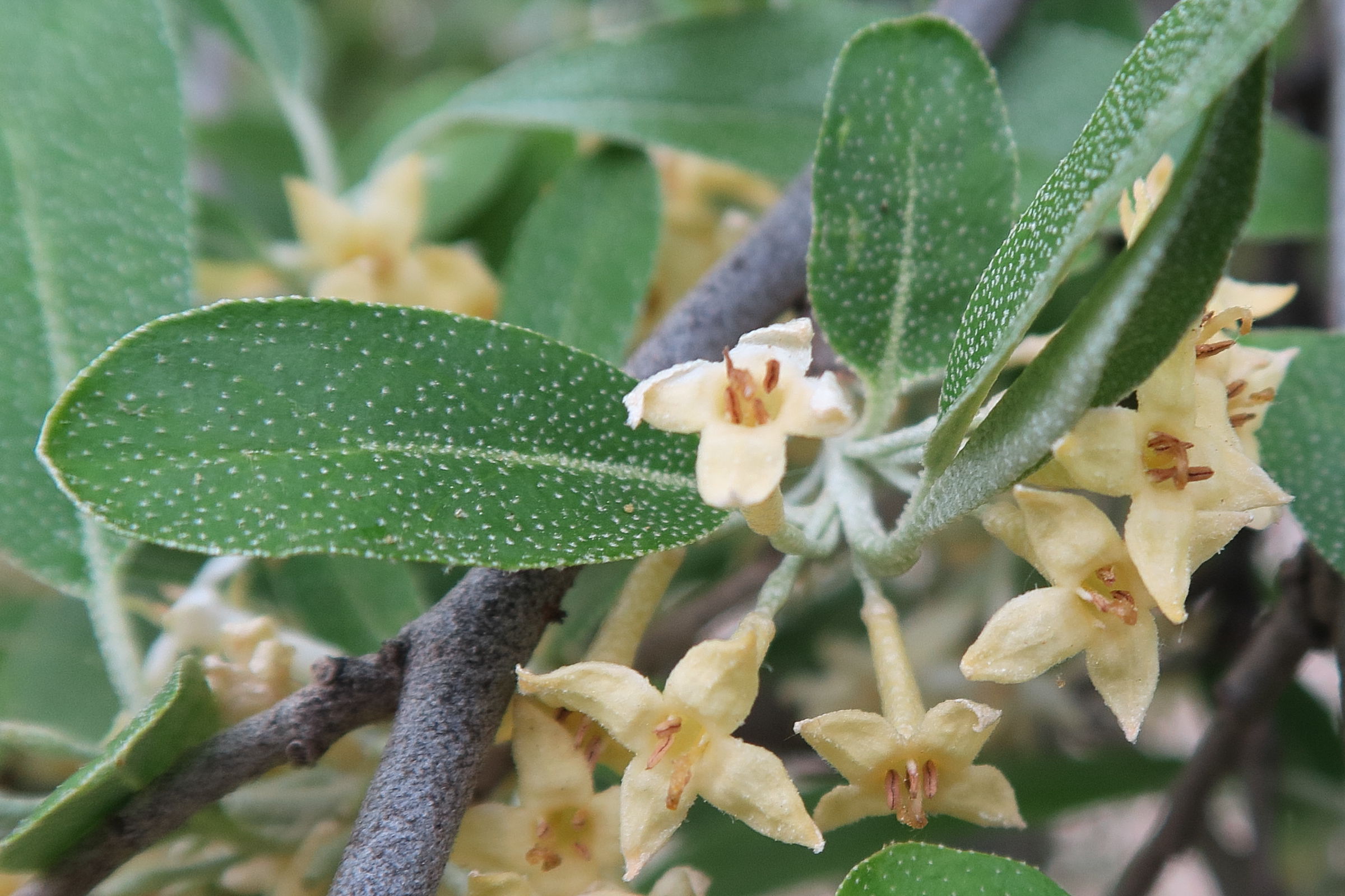 elaeagnus_multiflora2md