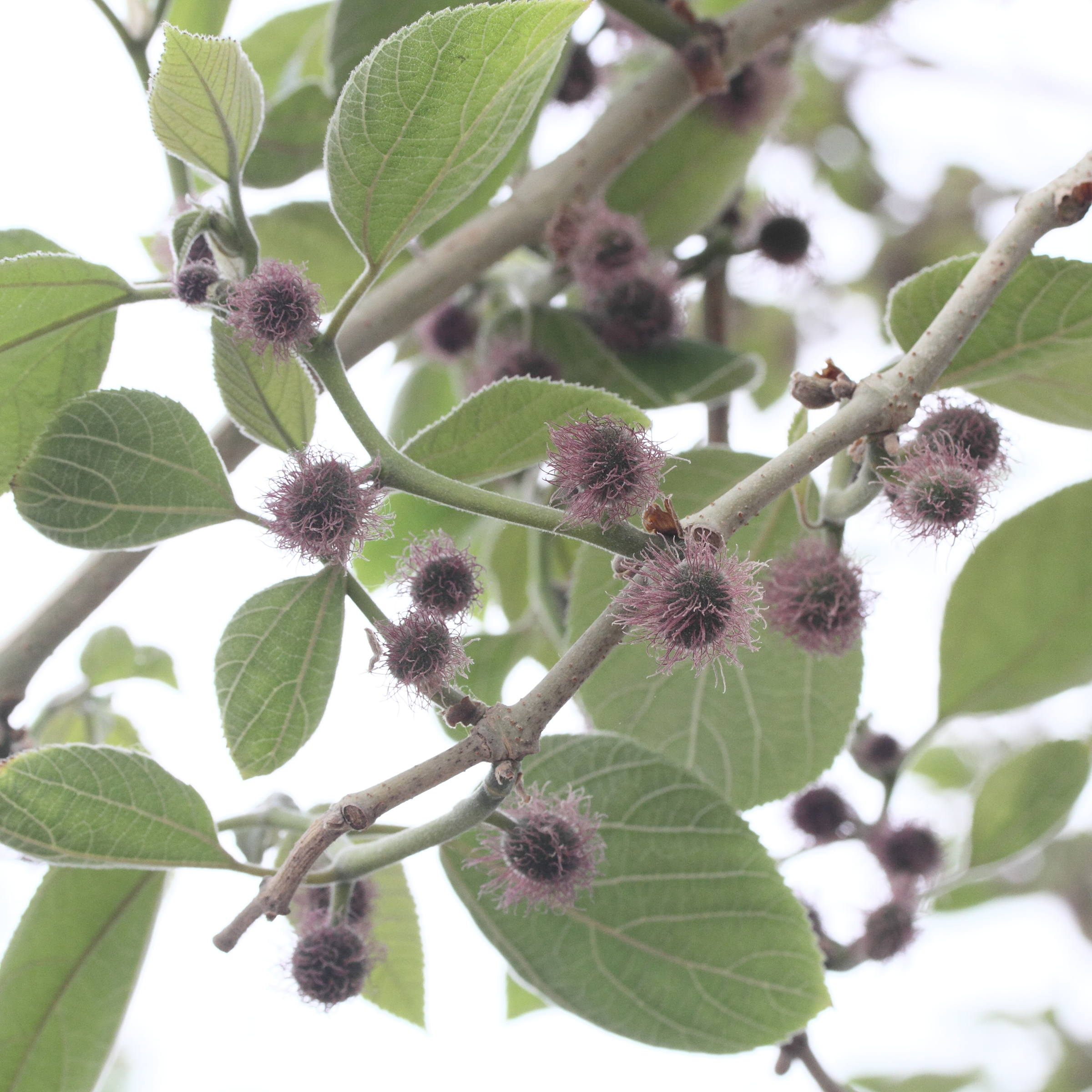 broussonetia_papyrifera8md