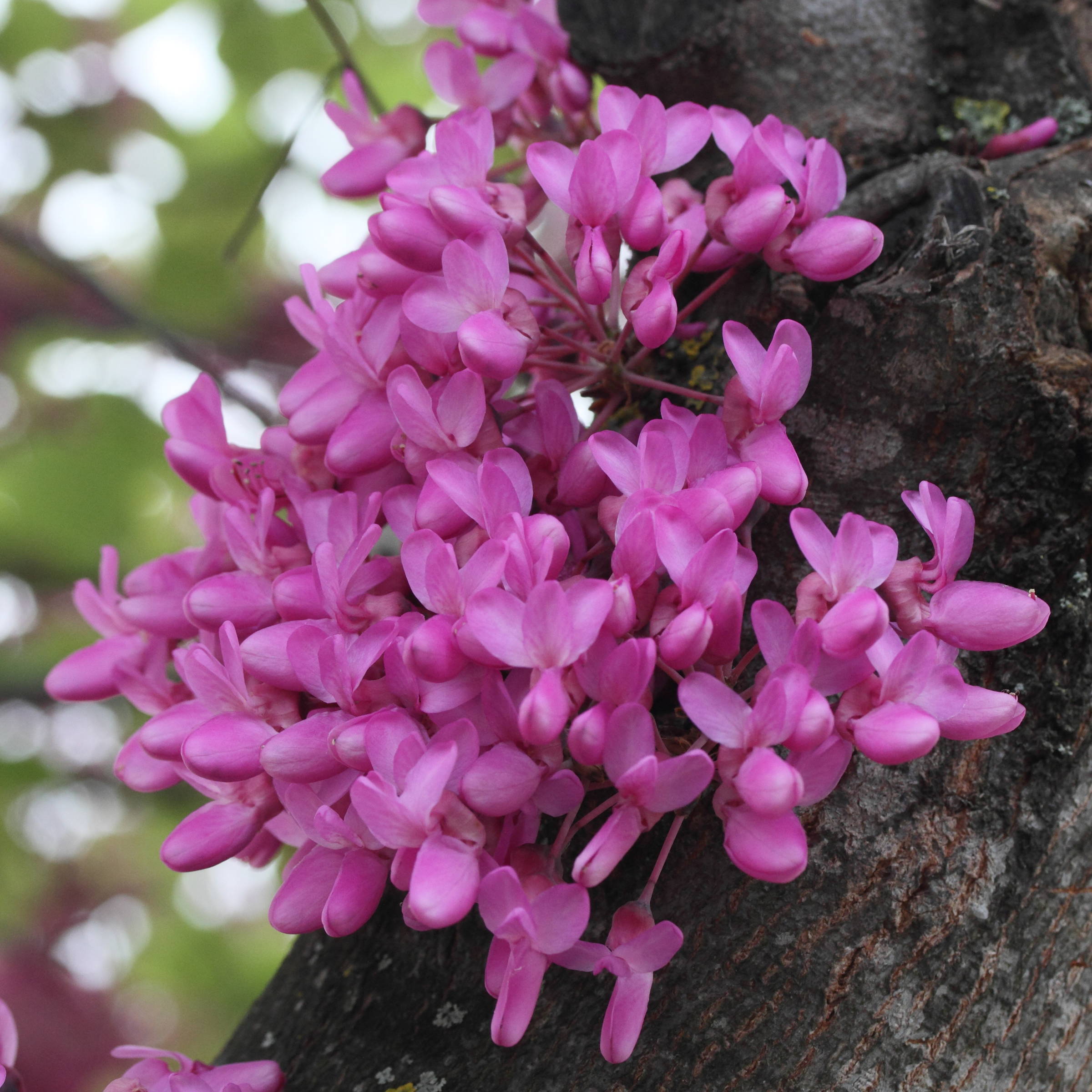 Afficher le média cercis_siliquastrum9md cercis_siliquastrum9md