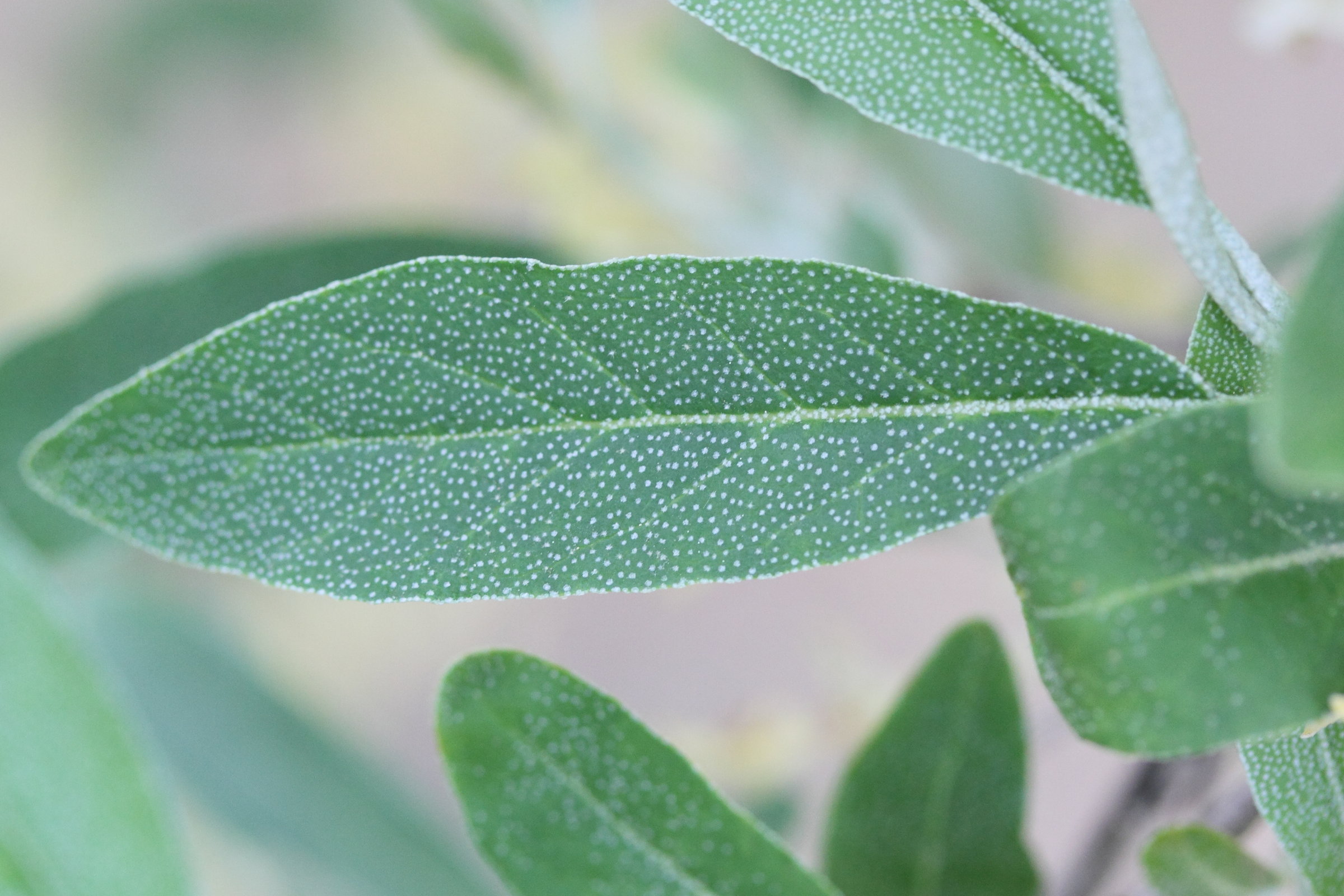 elaeagnus_multiflora3md