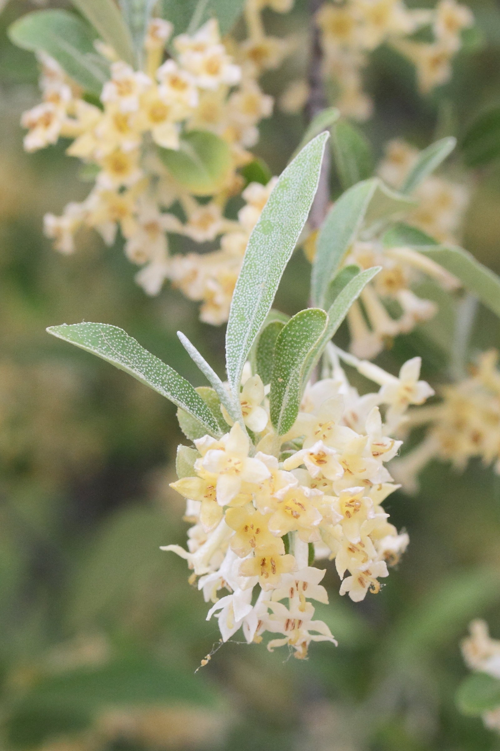 elaeagnus_multiflora4md