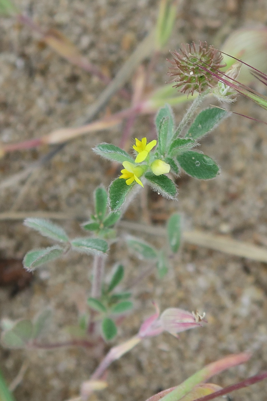 medicago_minima1md