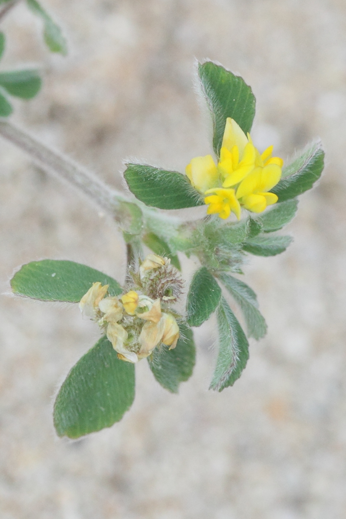 medicago_minima2md