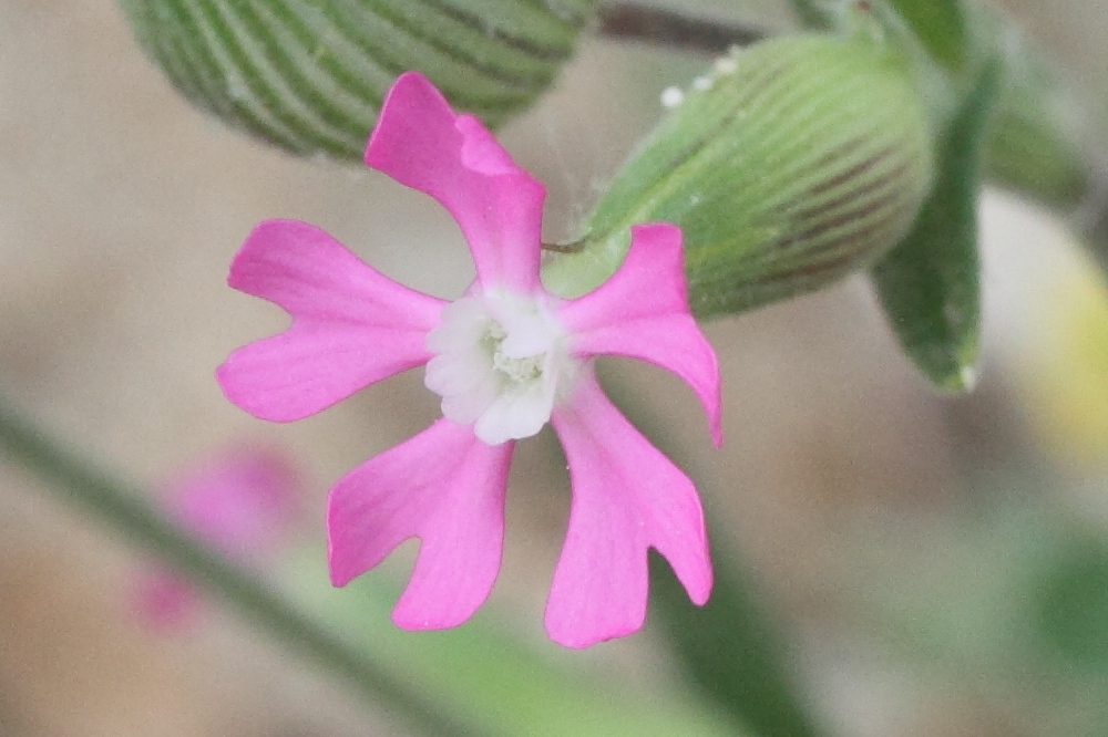 silene_euxina3md