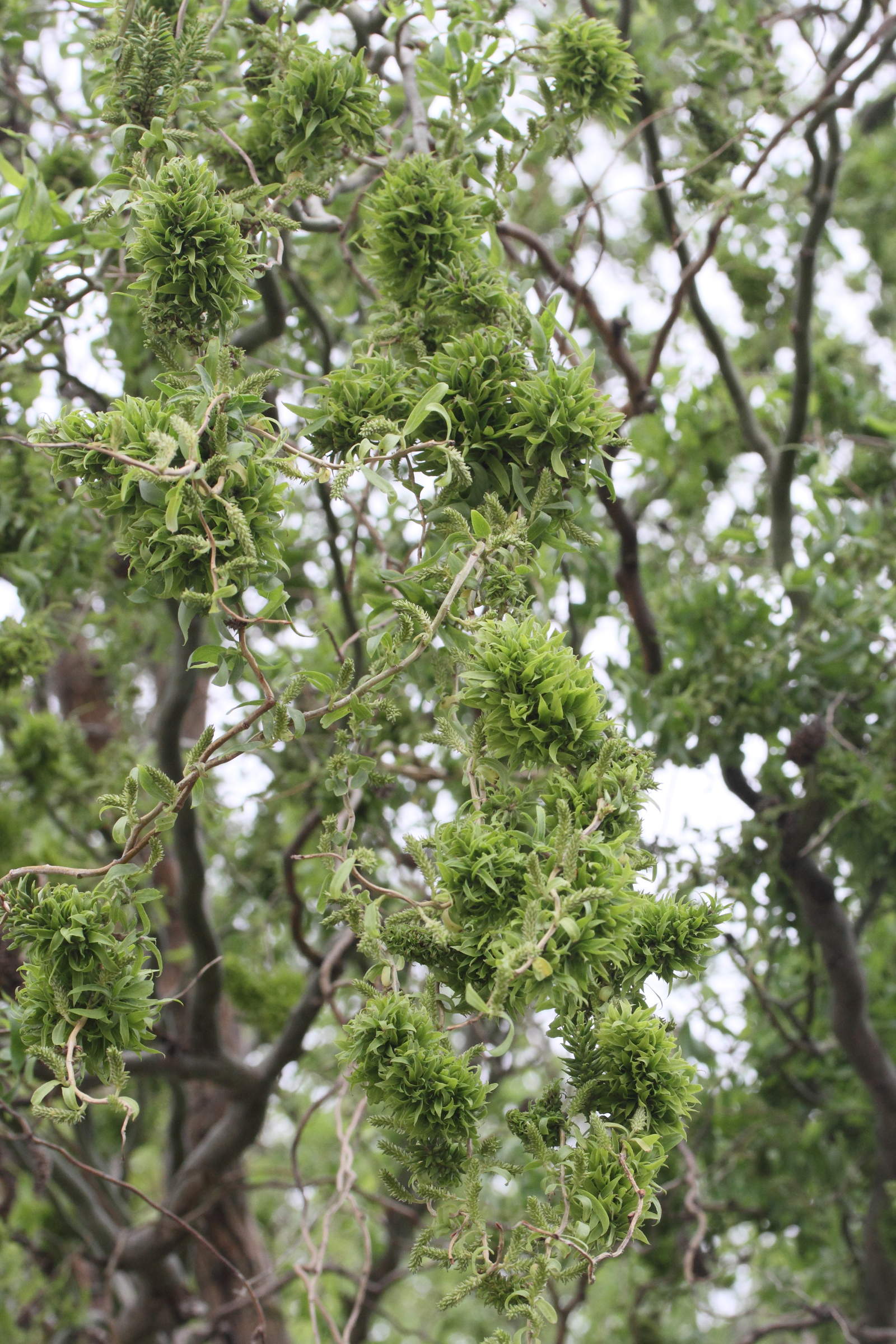 stenacis_triradiatus4md