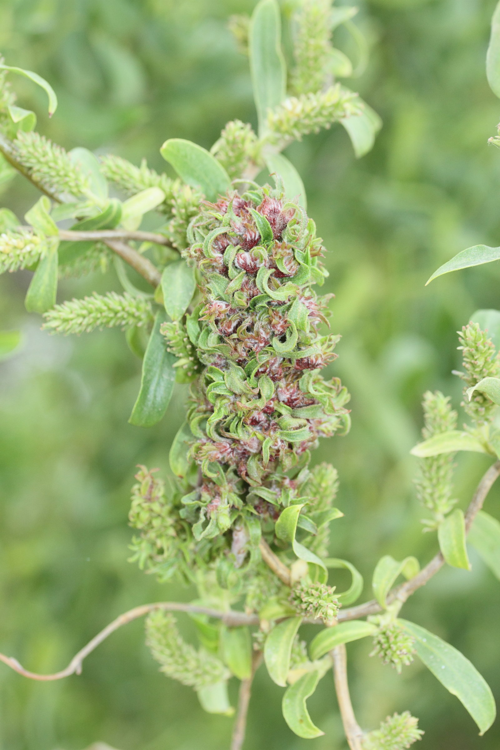 stenacis_triradiatus_galle3md