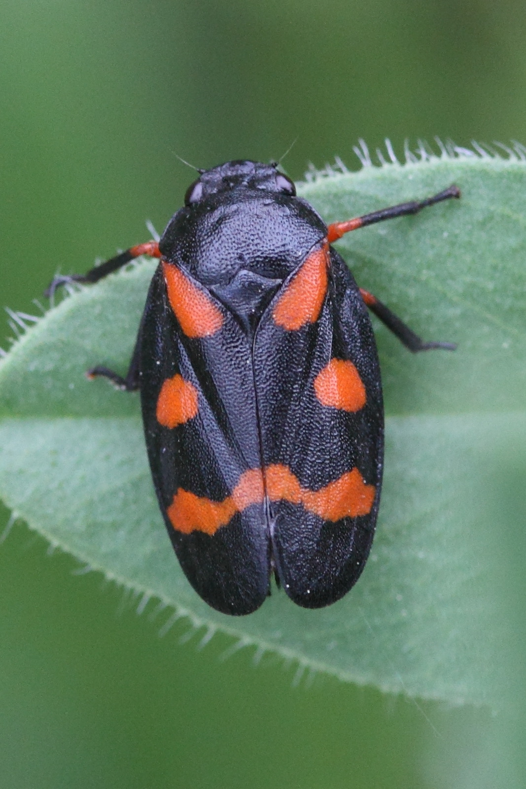 cercopis_sanguinolenta4md