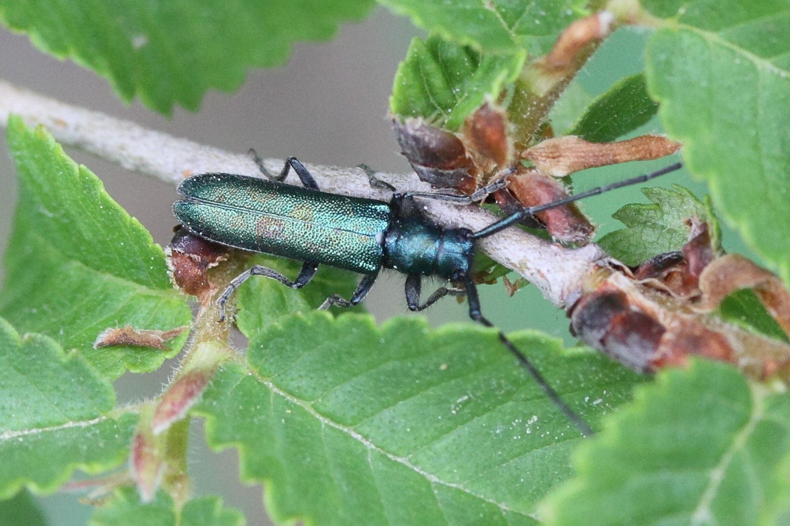 agapanthia_intermedia2md