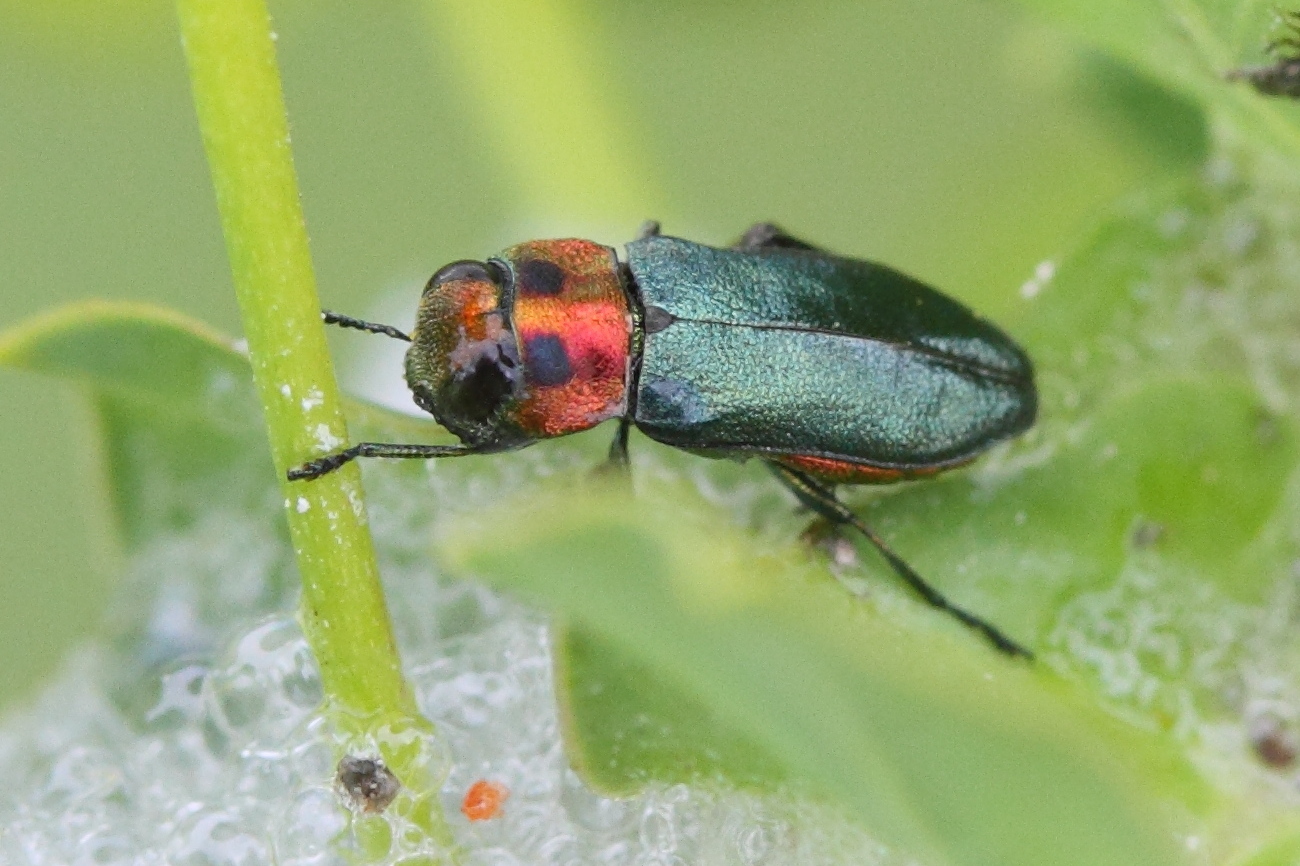anthaxia_nitidula_signaticollis1md