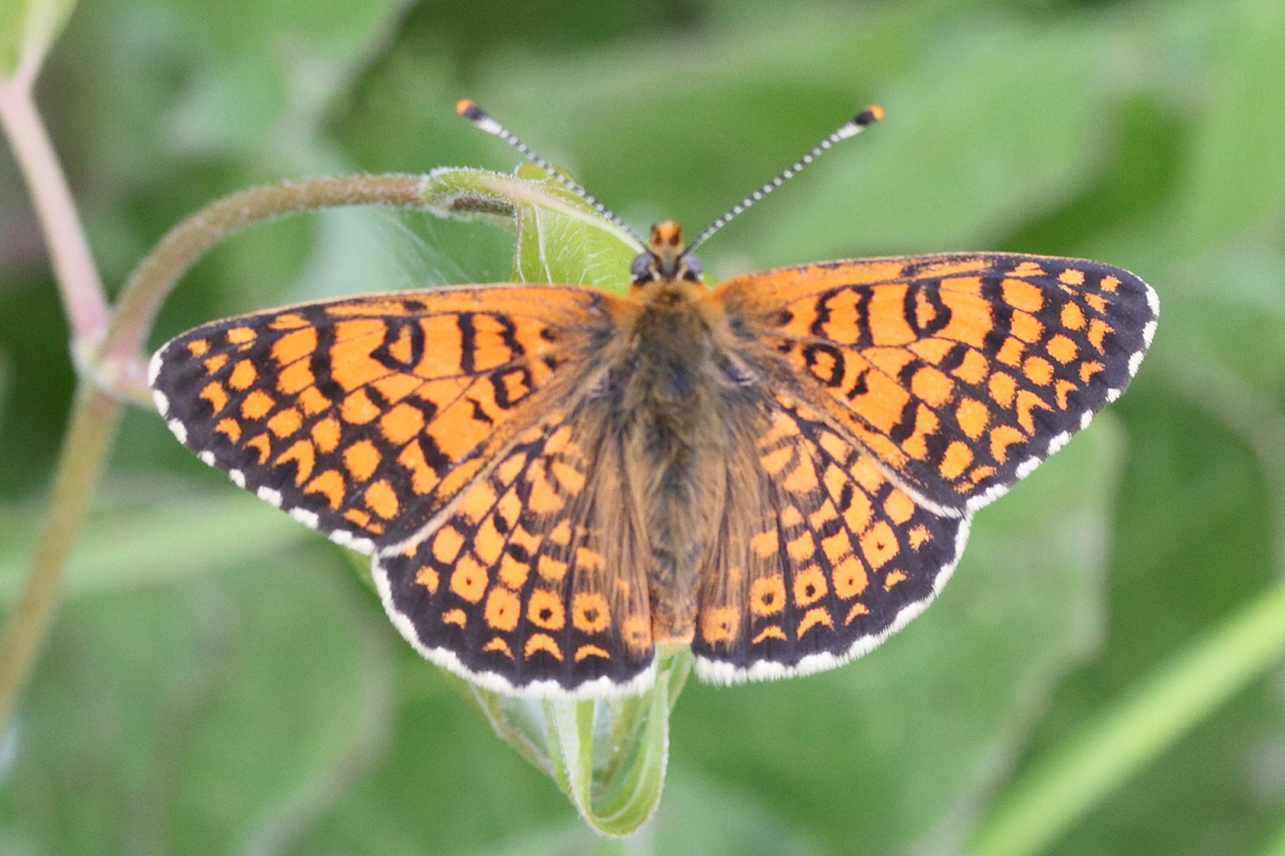melitaea_cinxia4md