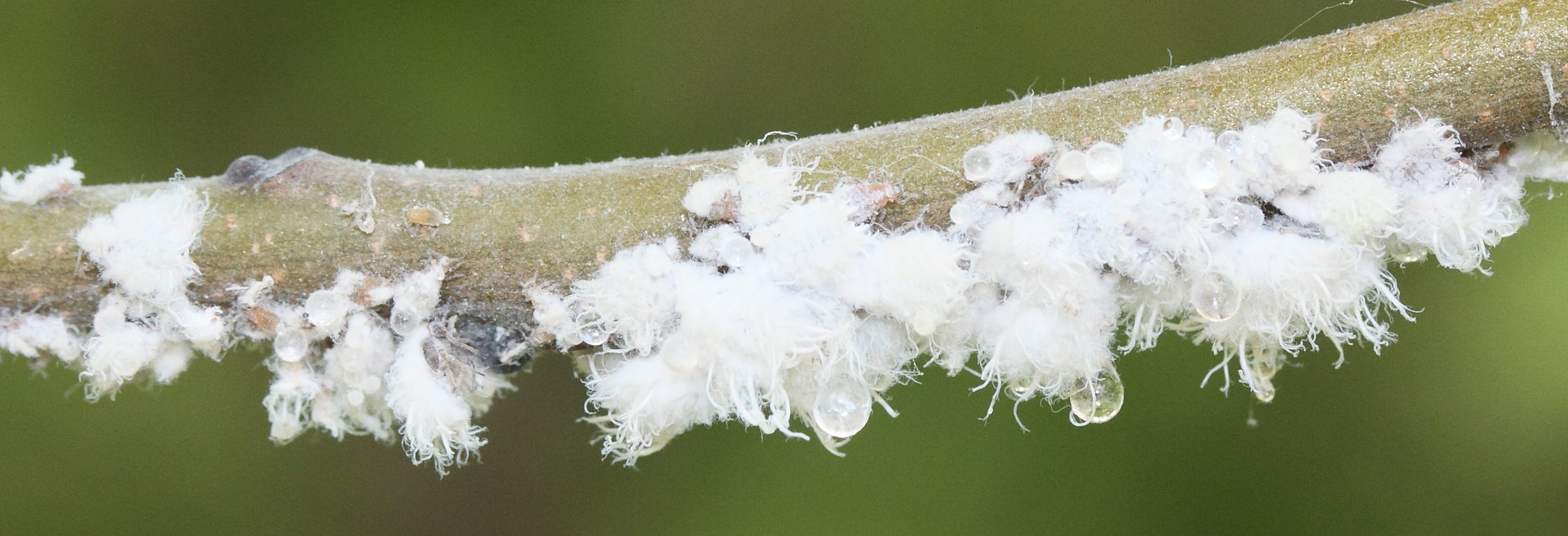 prociphilus_bumeliae-fraxini1md