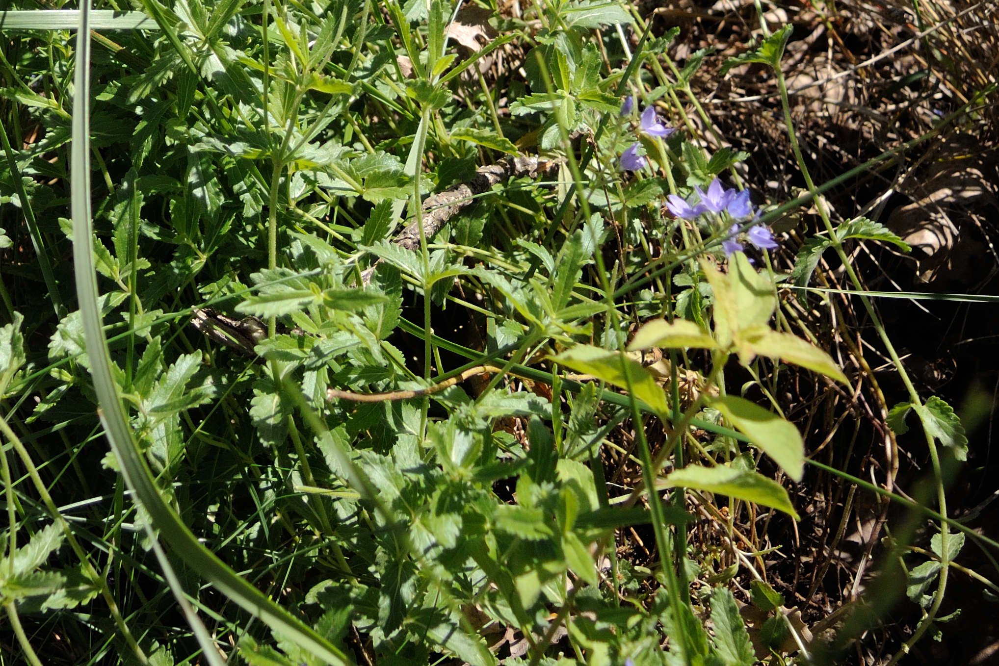 Afficher le média veronica_teucrium3md veronica_teucrium3md