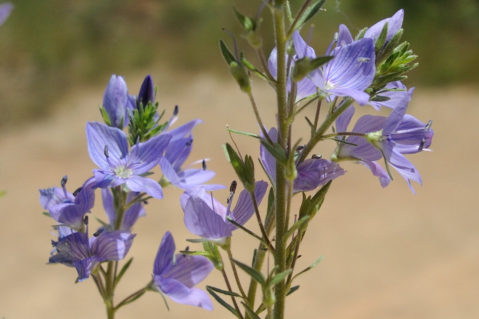 Afficher le média veronica_teucrium4md veronica_teucrium4md