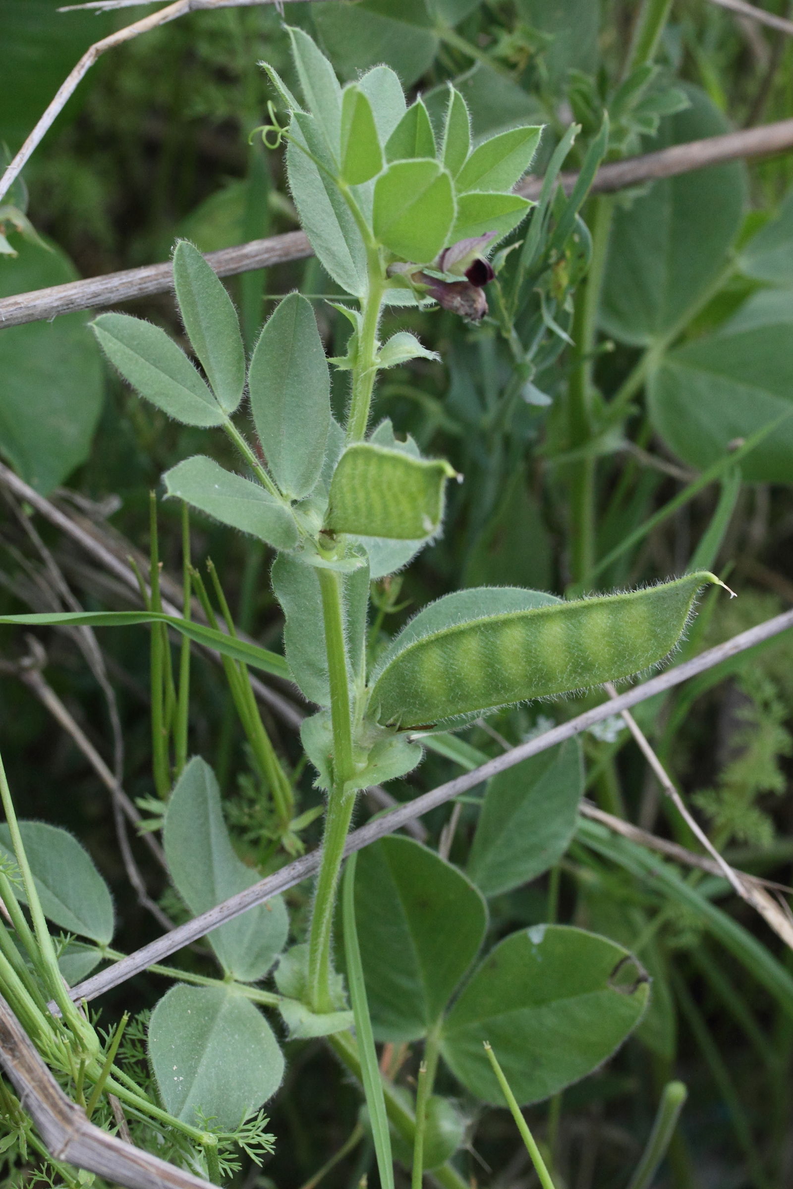 vicia_narbonensis1md