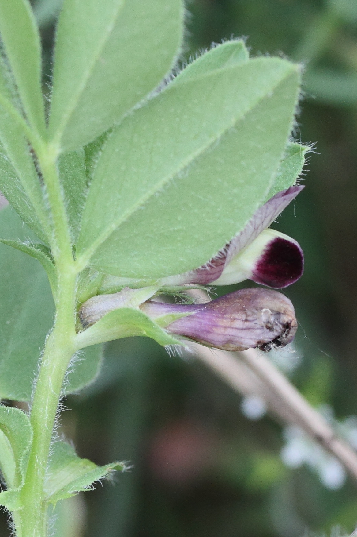 vicia_narbonensis2md