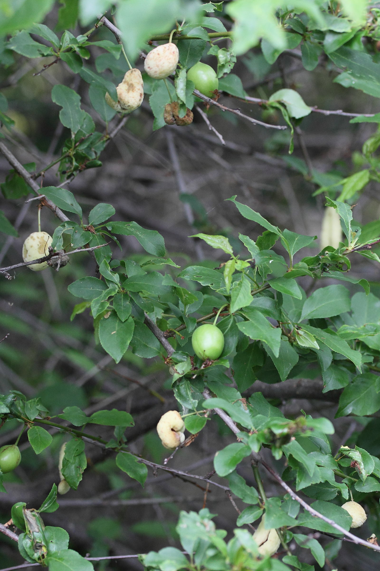 Afficher le média taphrina_pruni_galle1md taphrina_pruni_galle1md