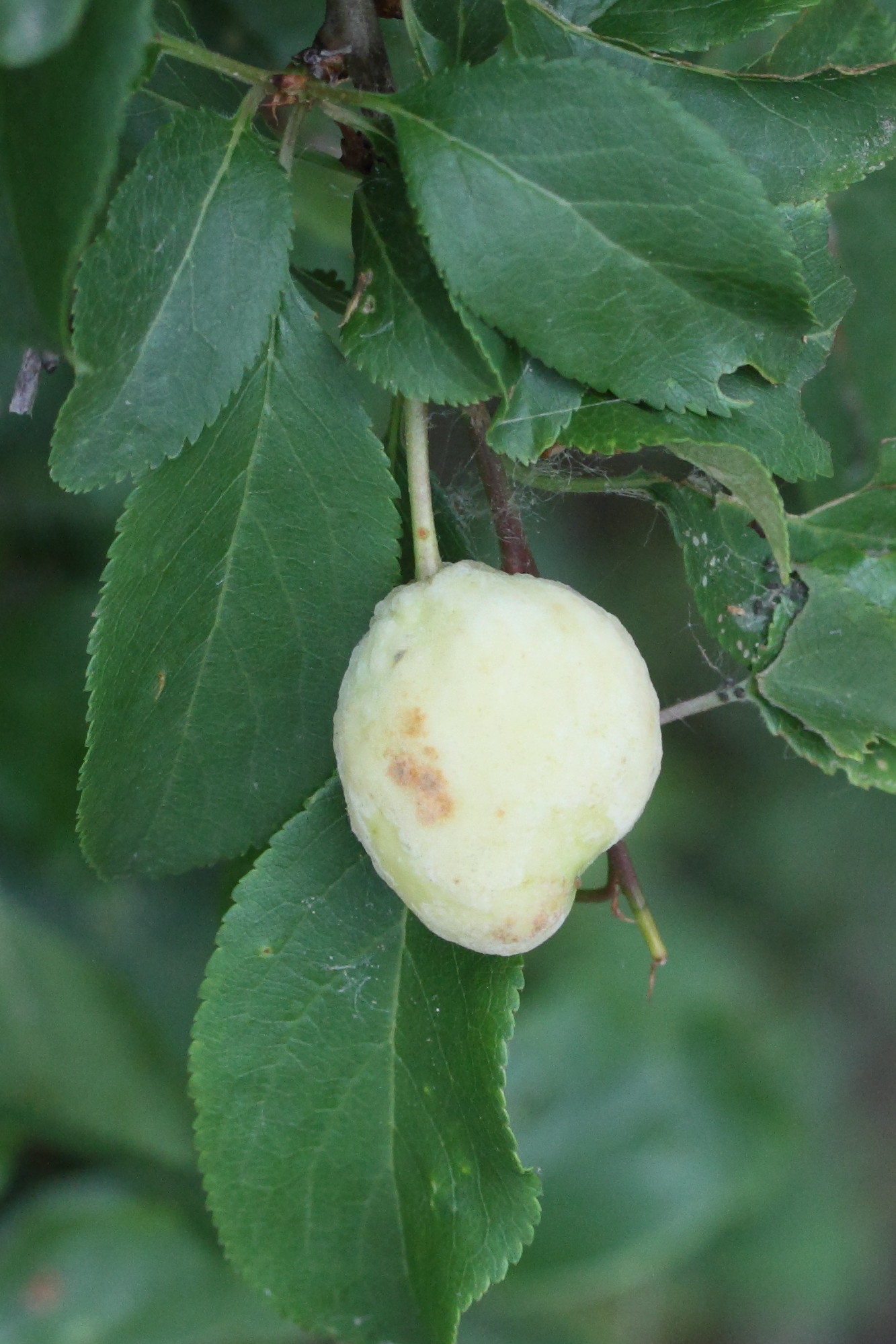 Afficher le média taphrina_pruni_galle2md taphrina_pruni_galle2md