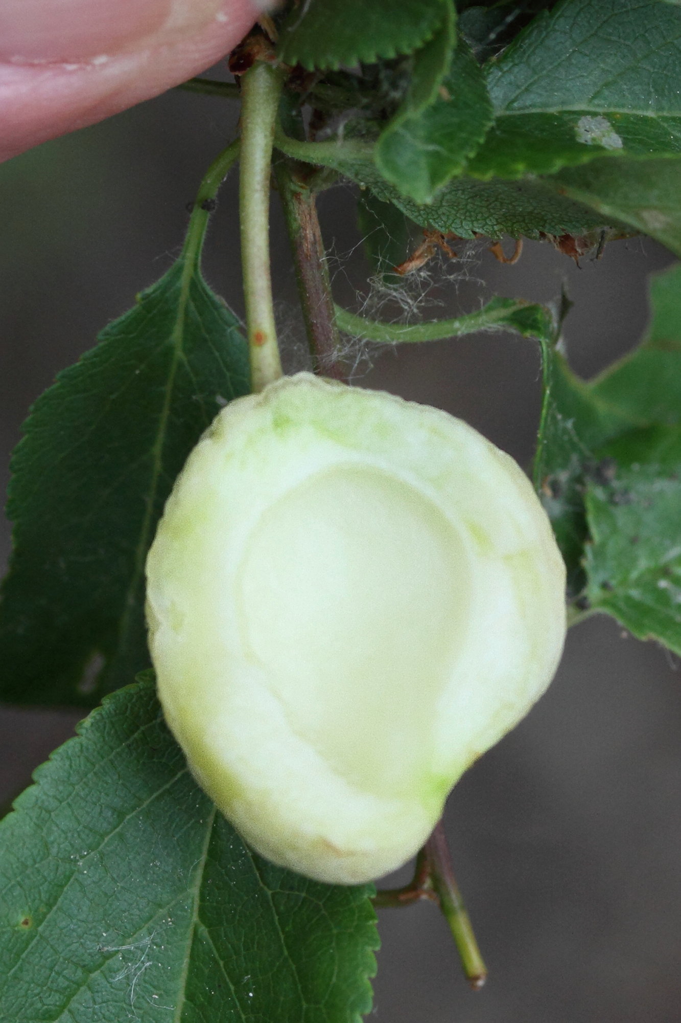 Afficher le média taphrina_pruni_galle3md taphrina_pruni_galle3md