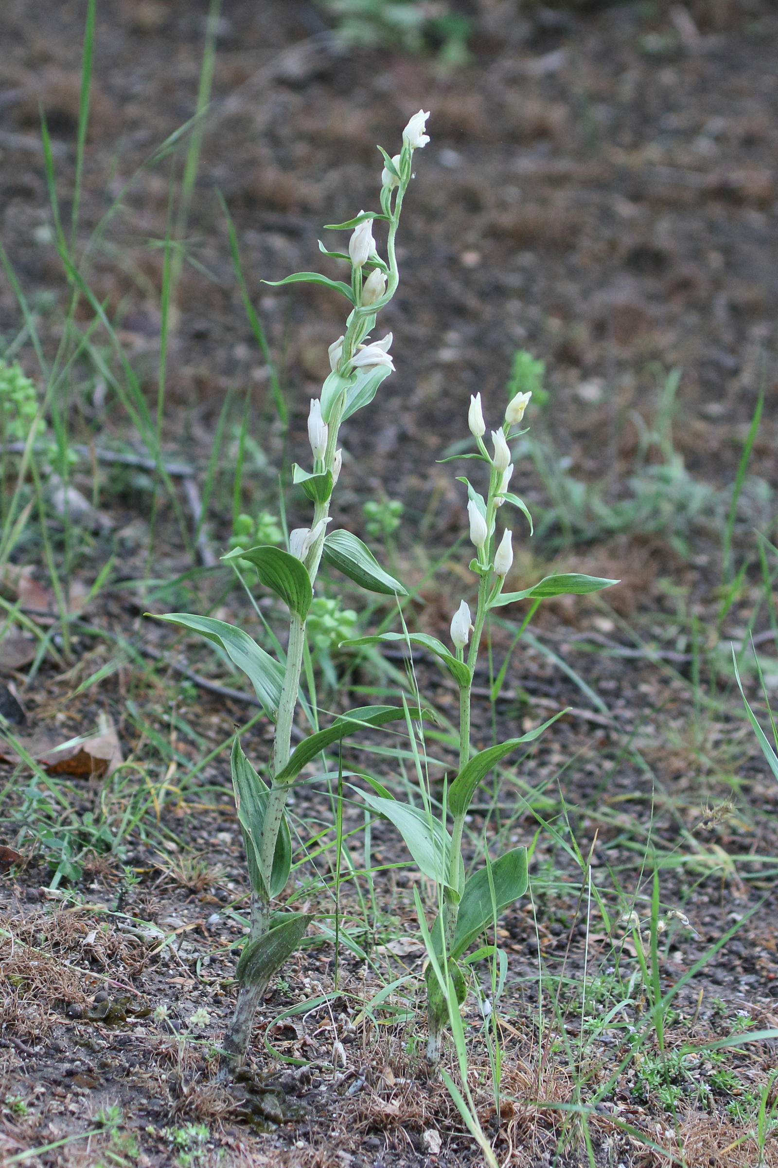 Afficher le média cephalanthera_damasonium3bd cephalanthera_damasonium3bd
