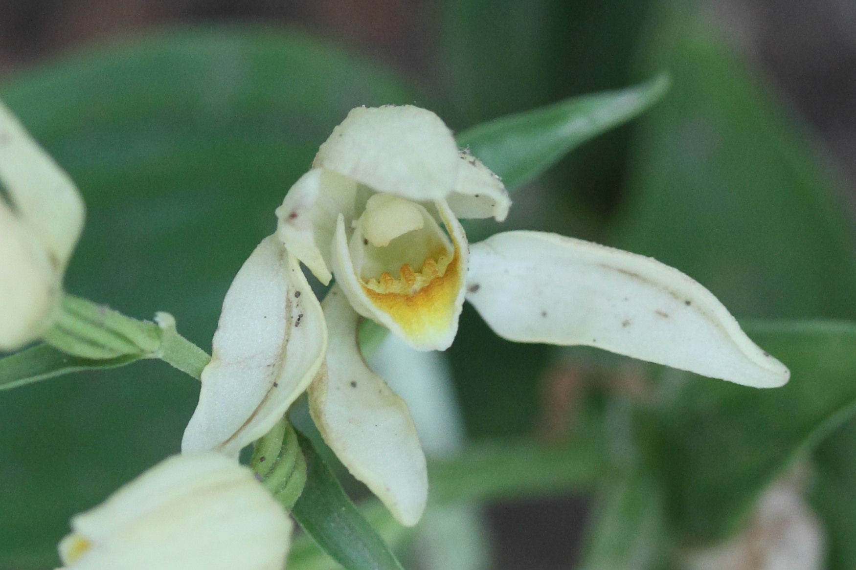 Afficher le média cephalanthera_damasonium4md cephalanthera_damasonium4md