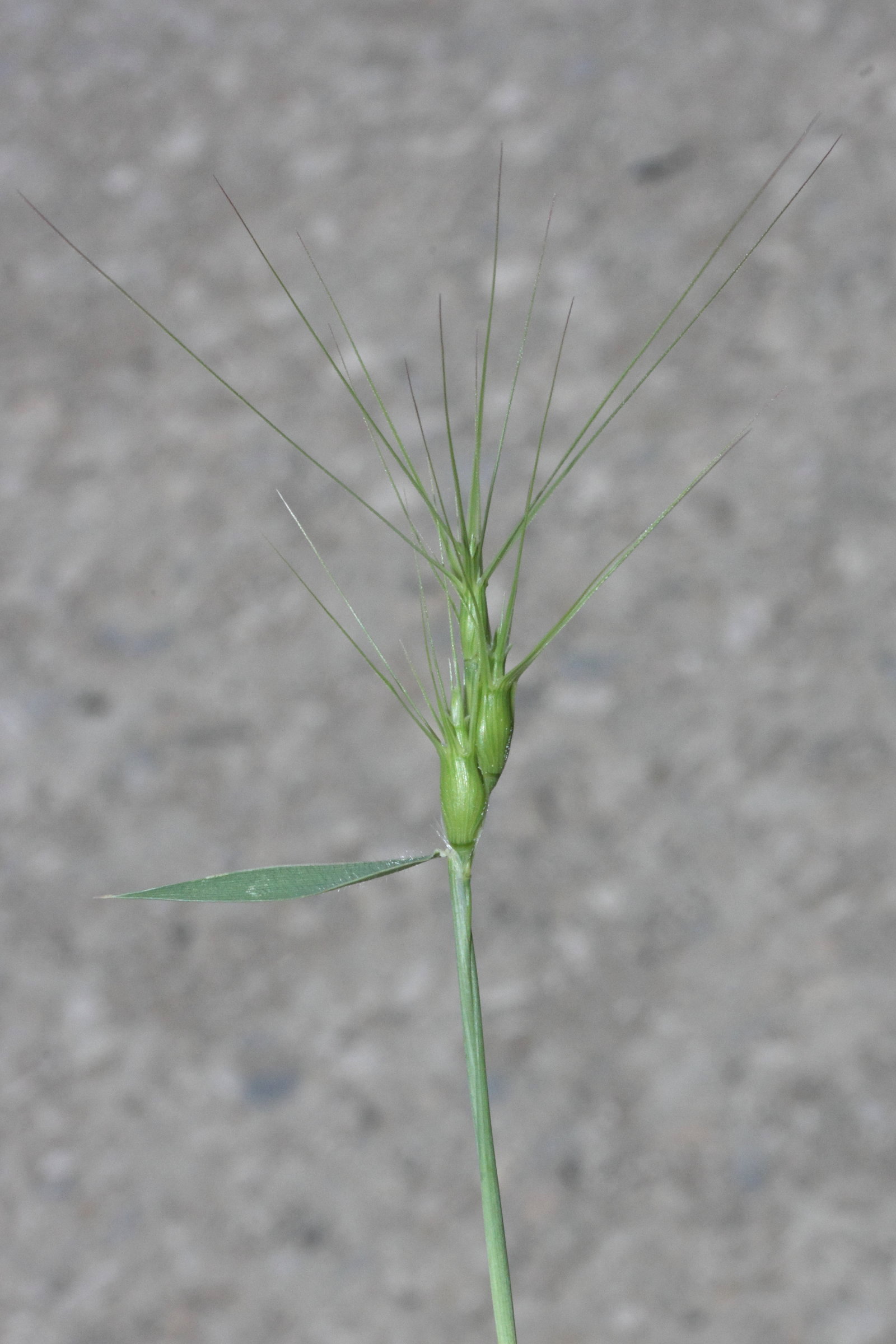 aegilops_geniculata5md
