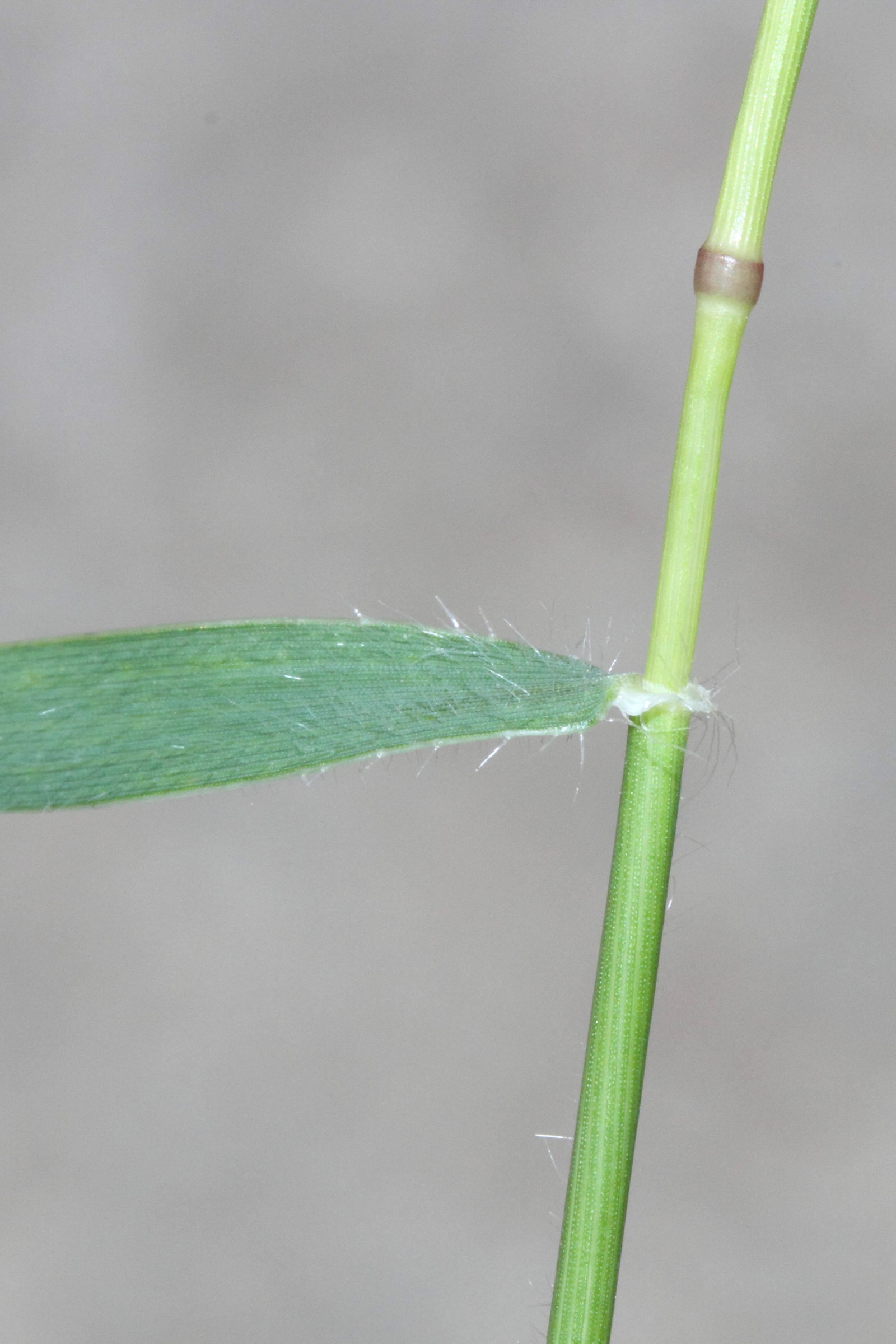 aegilops_geniculata6md