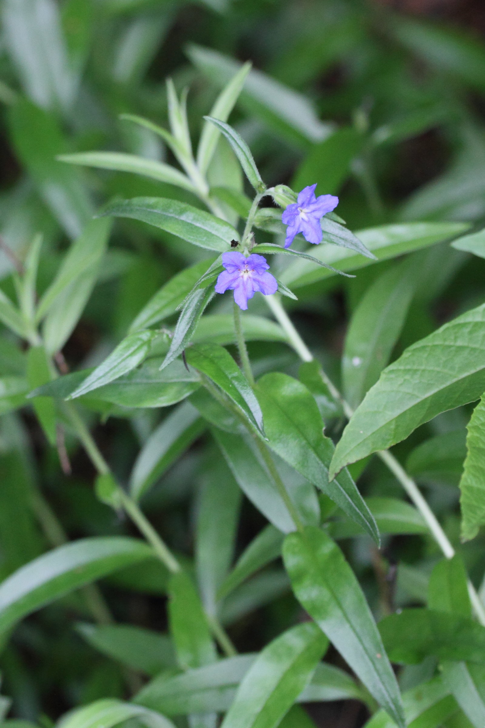 Afficher le média buglossoides_purpurocaerulea1md buglossoides_purpurocaerulea1md