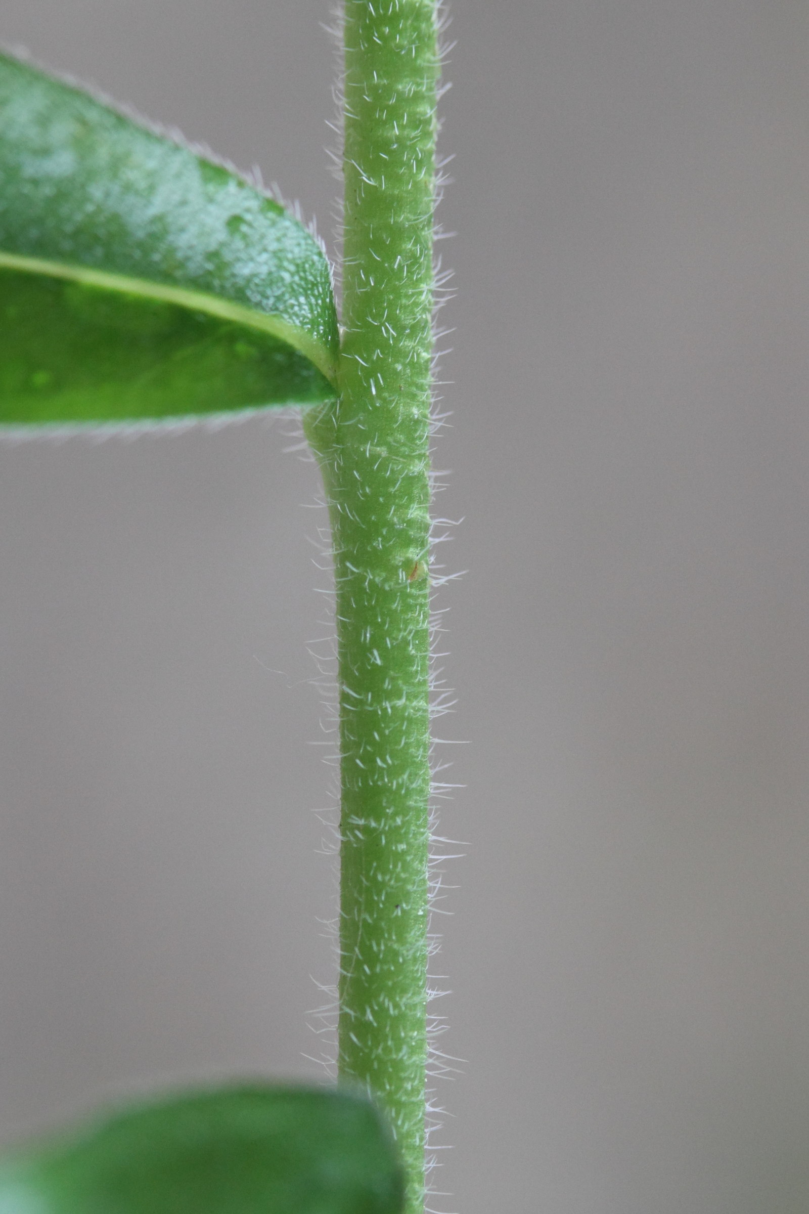 Afficher le média buglossoides_purpurocaerulea2md buglossoides_purpurocaerulea2md