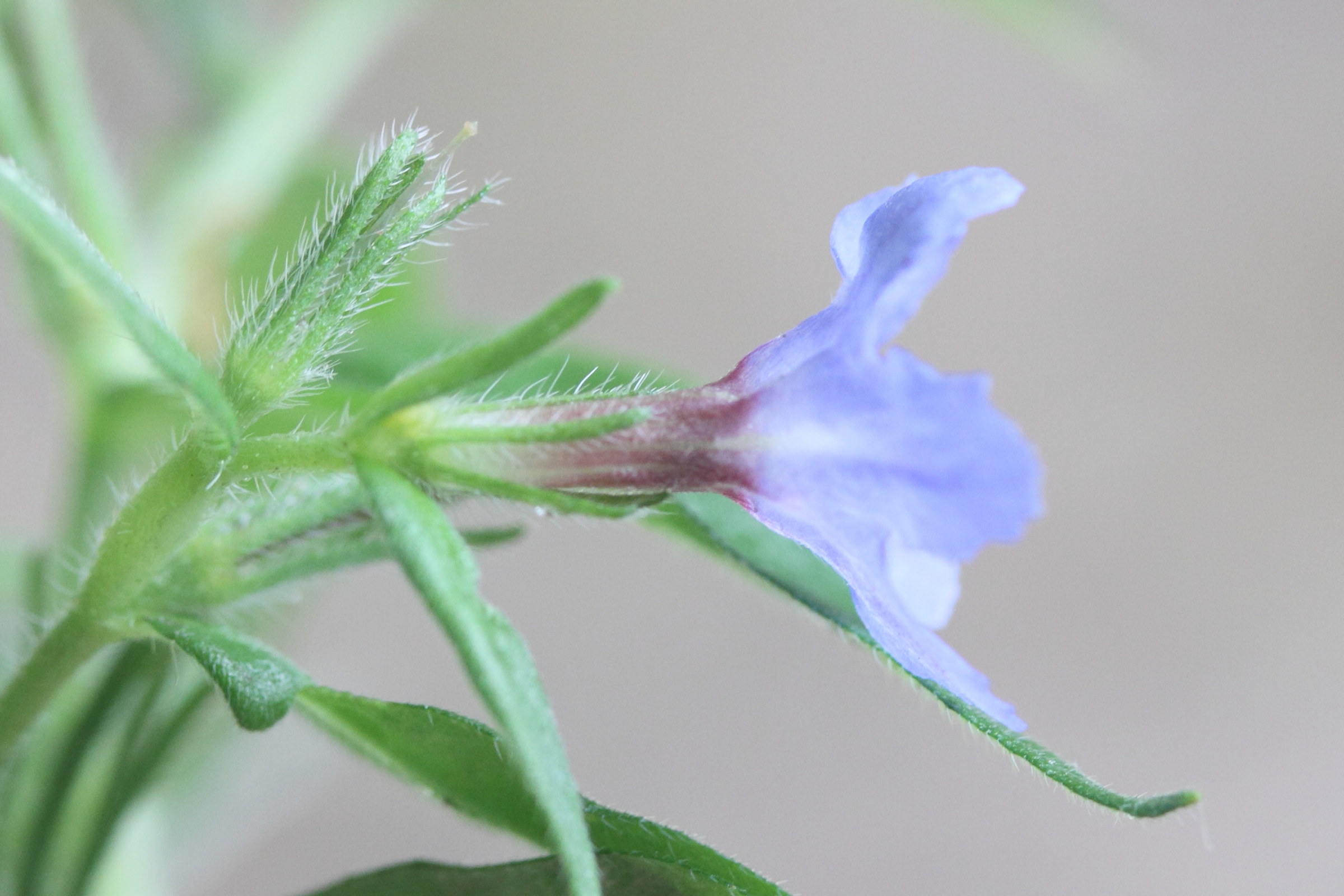 Afficher le média buglossoides_purpurocaerulea3md buglossoides_purpurocaerulea3md