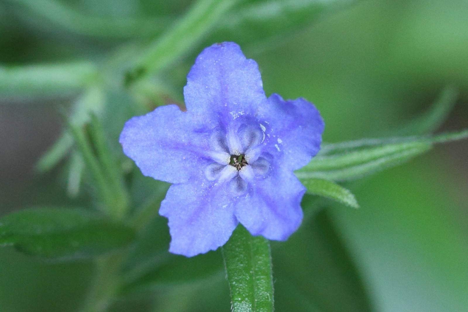 Afficher le média buglossoides_purpurocaerulea4md buglossoides_purpurocaerulea4md