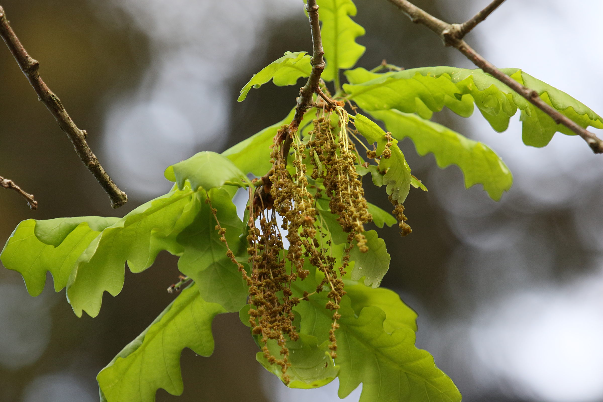 quercus_frainetto3bd