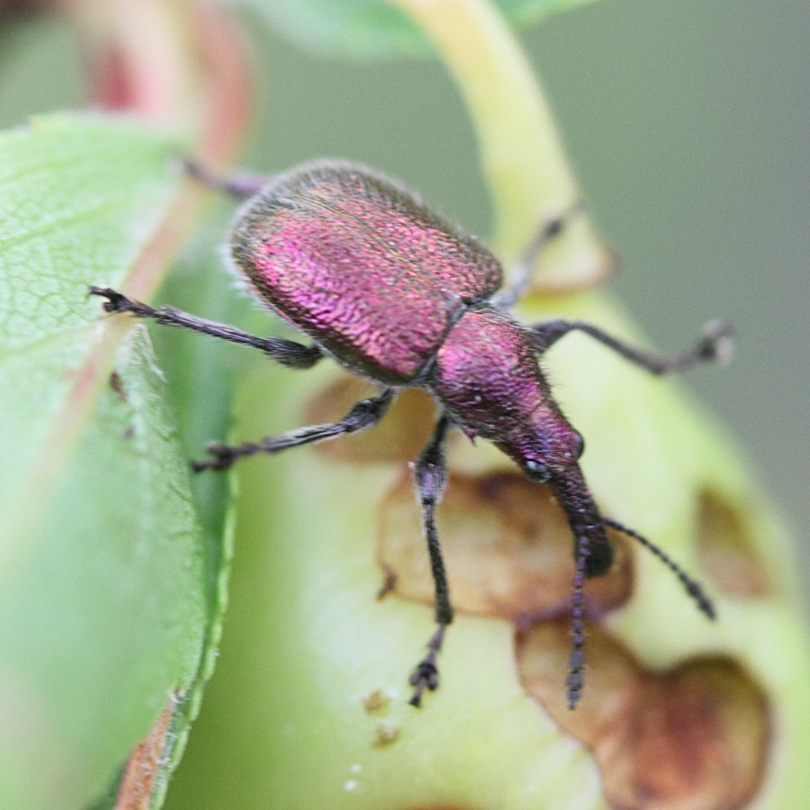 Afficher le média rhunchites_giganteus1md rhunchites_giganteus1md