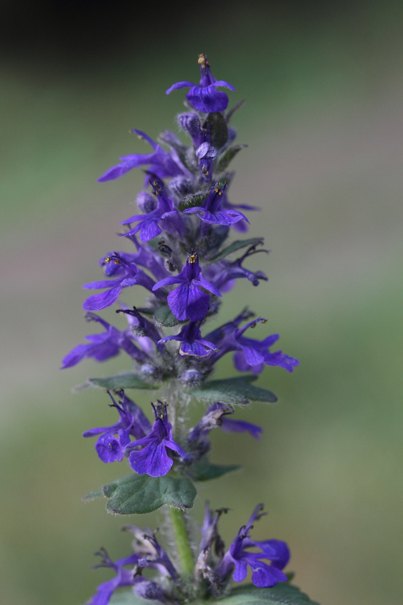 ajuga_genevensis6md
