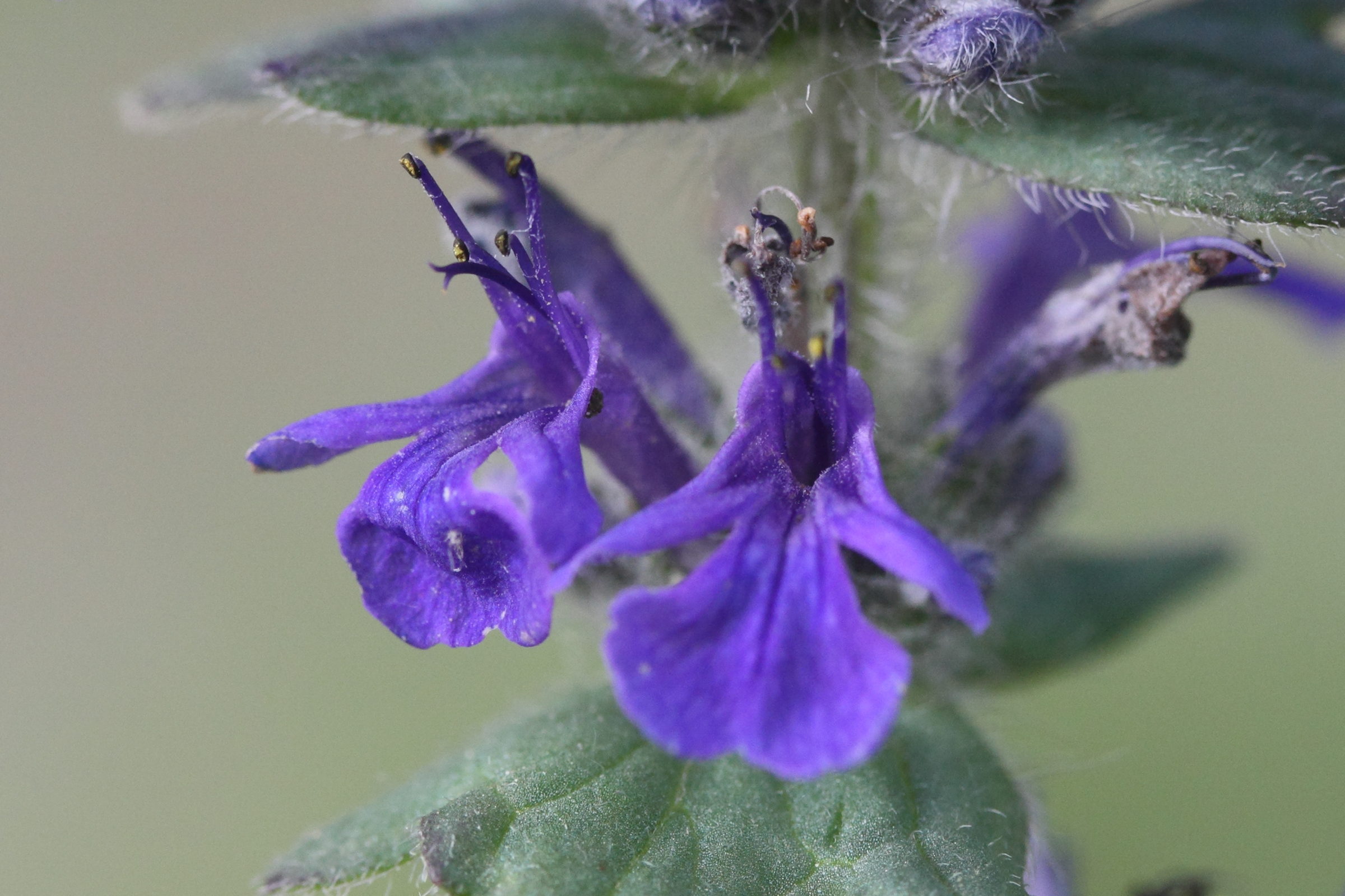ajuga_genevensis7md